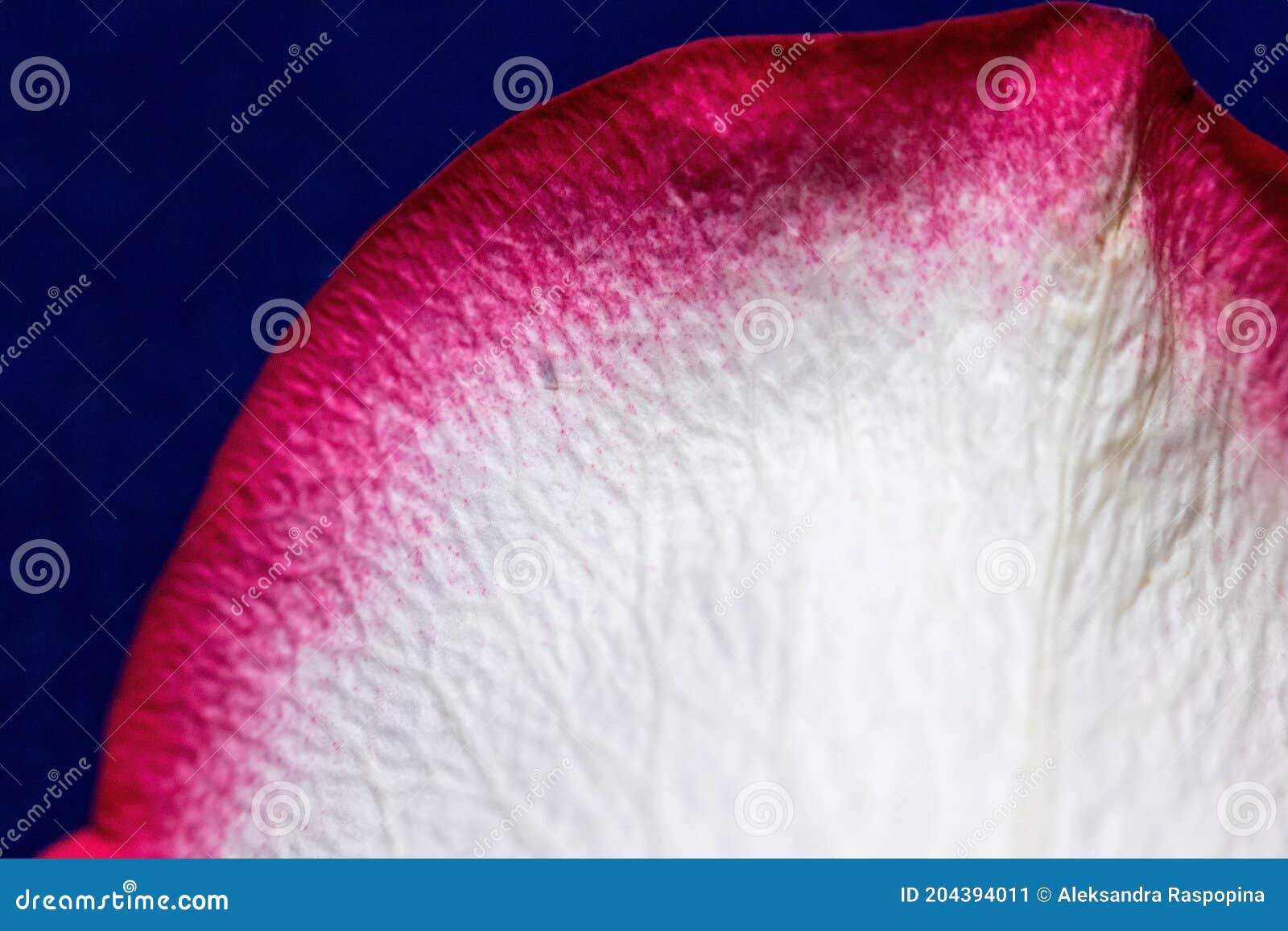 single flower petal texture