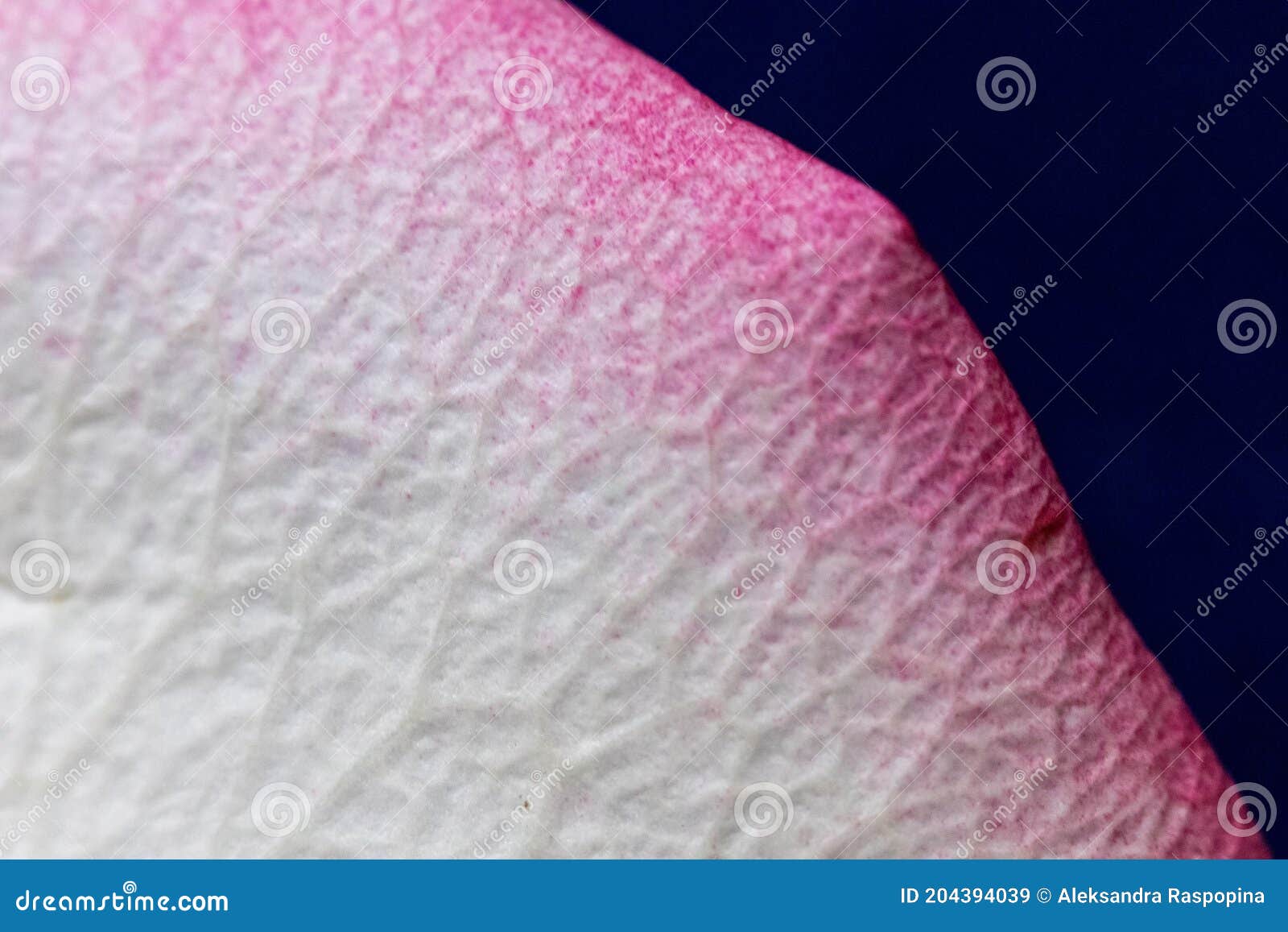 single flower petal texture