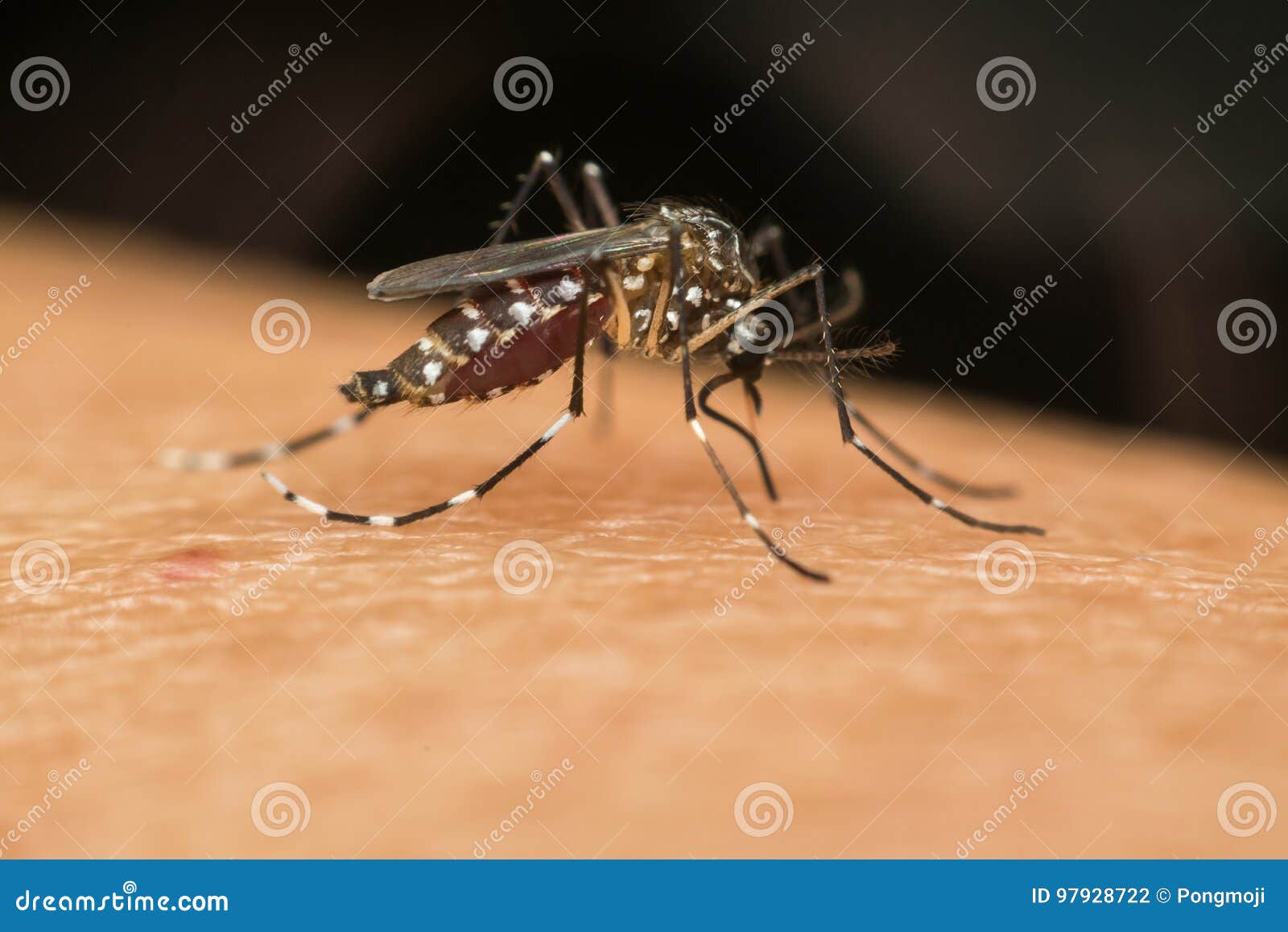 macro of mosquito (aedes aegypti) sucking blood