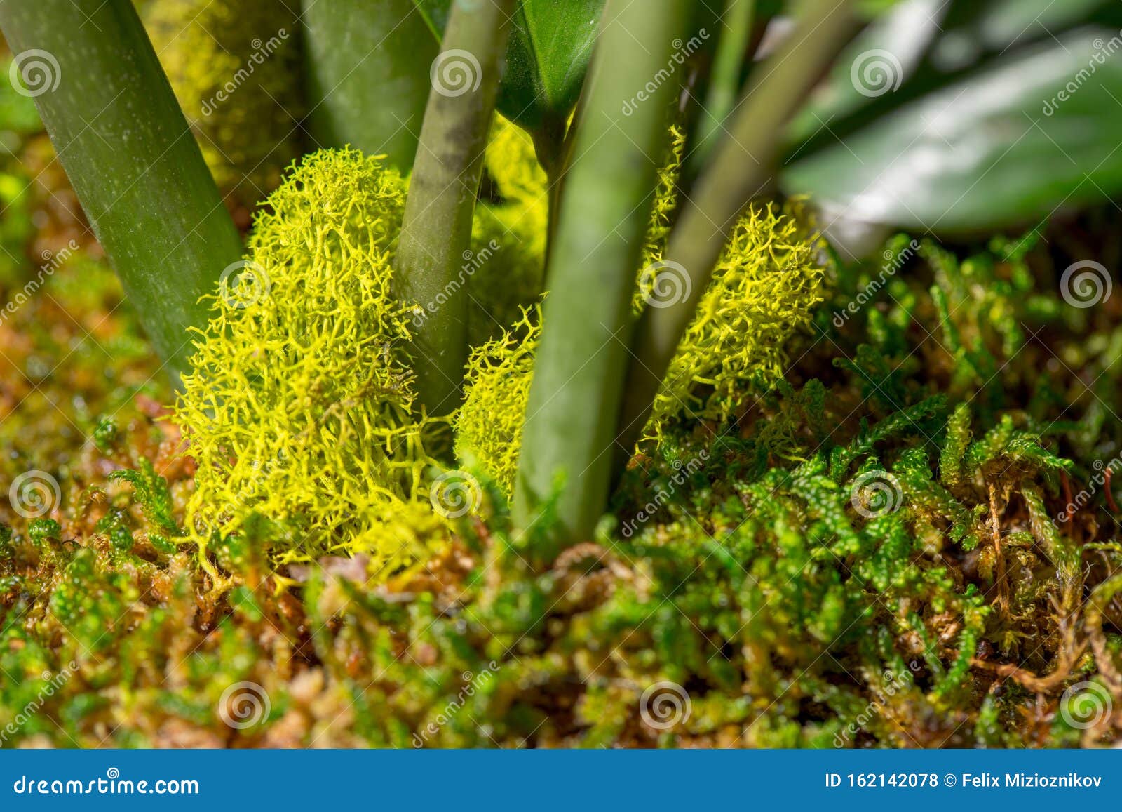 Macro Moss Plant Terra Garden Stock Photo Image of landscape, closeup