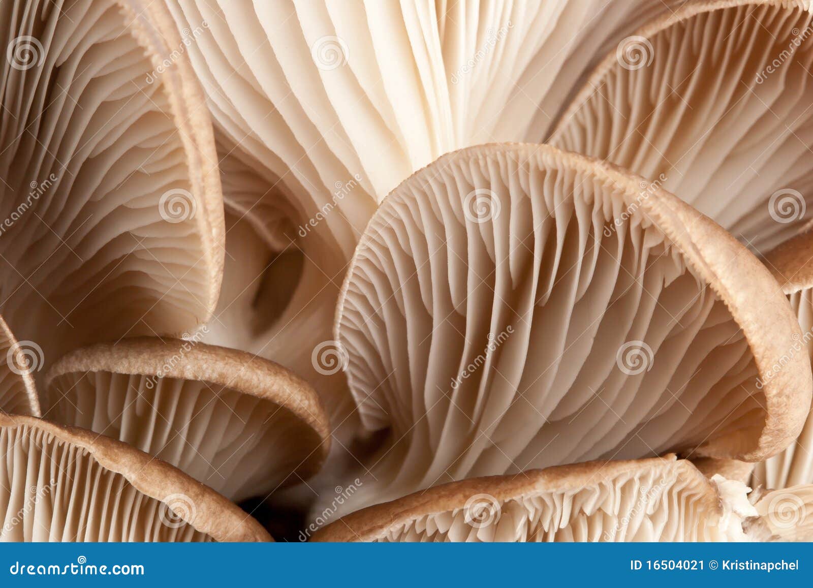 macro of mushrooms