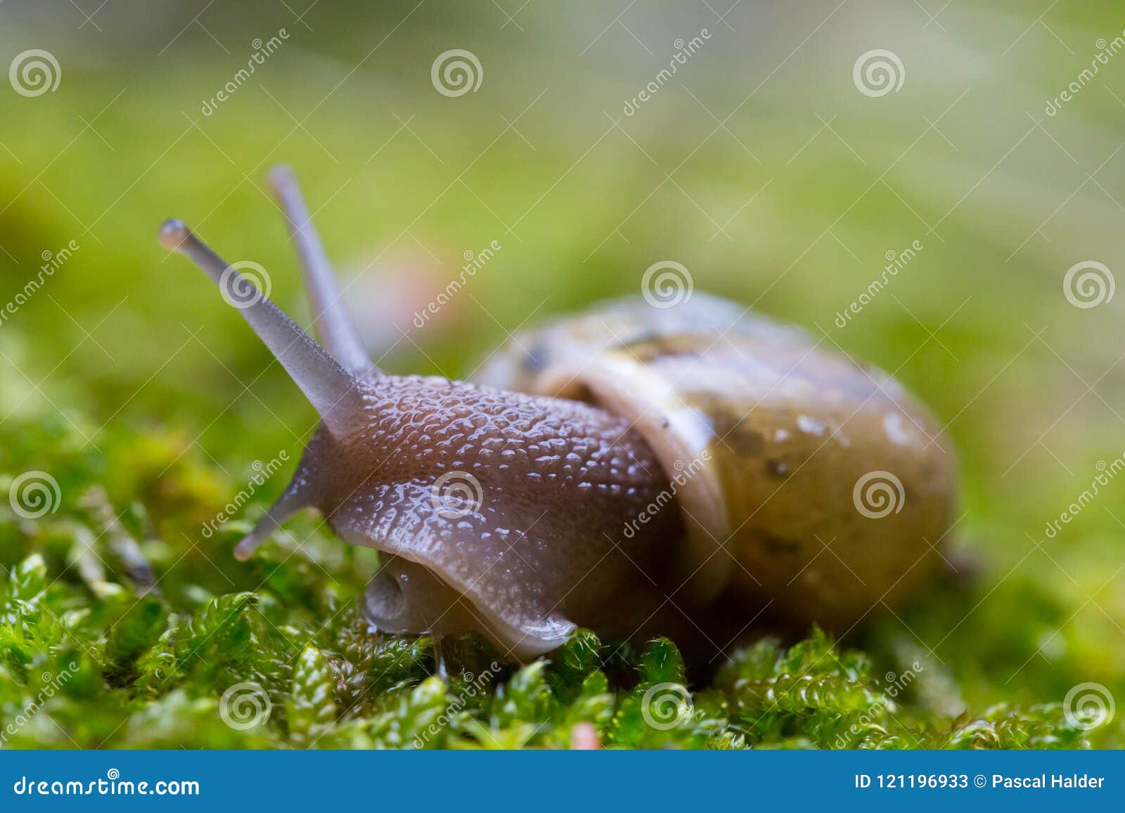 Macro Of Snail With Shell And Tentacles On Green Surface ...