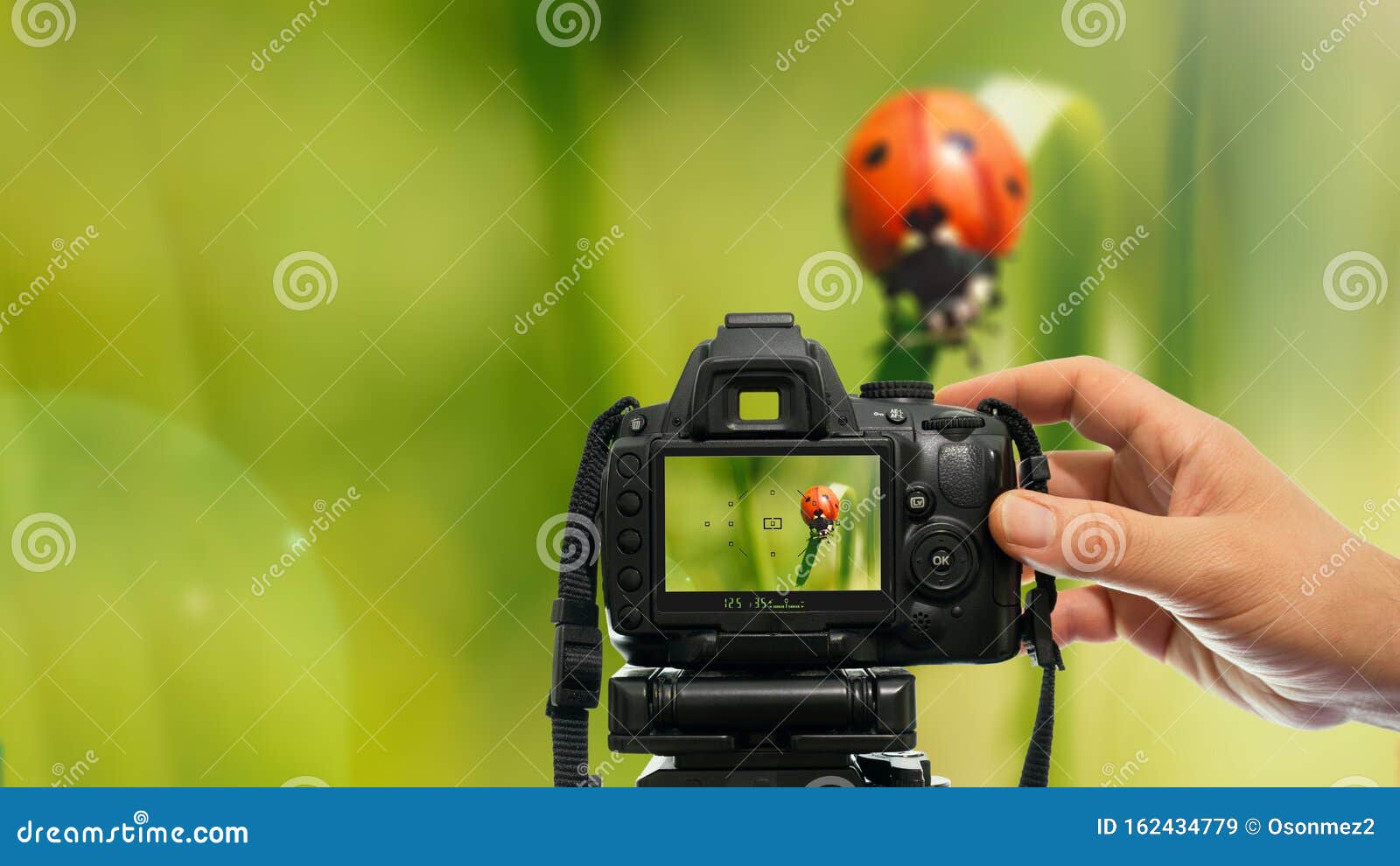 Macro Nature Photography with Dslr Camera Stock Image Image of