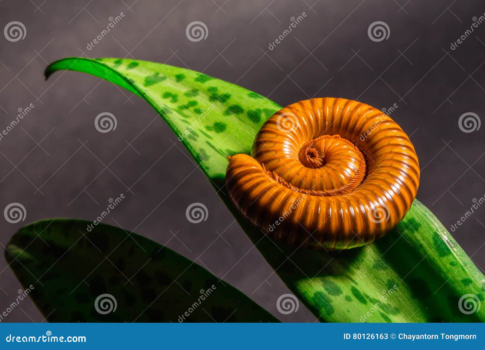 Orange Worm Insect Images Download 1,941 Royalty Free Photos Page 7