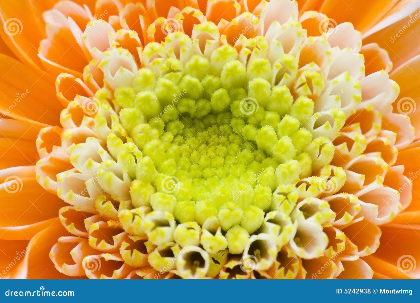 Macro orange flower petal stock photo. Image of fragrant 5242938