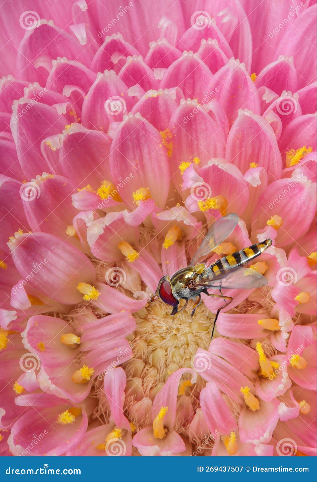 macro overfly on pink flower