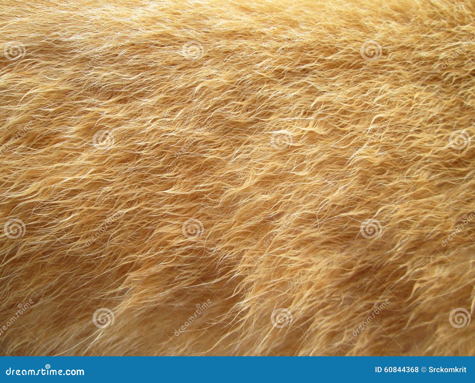 Peli Di Maiali E Cinghiali Macro peli di cane fotografia stock. Immagine di struttura - 60844368