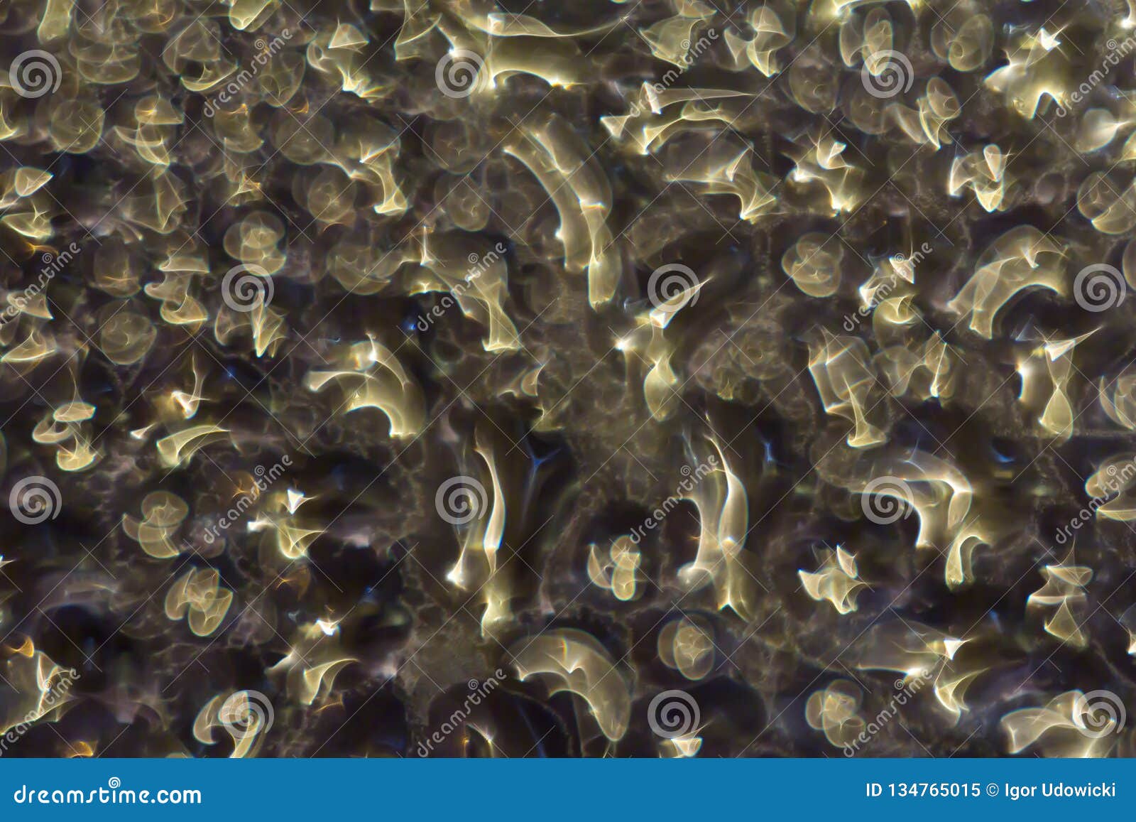 macro photo. abstract aqua pattern as background.