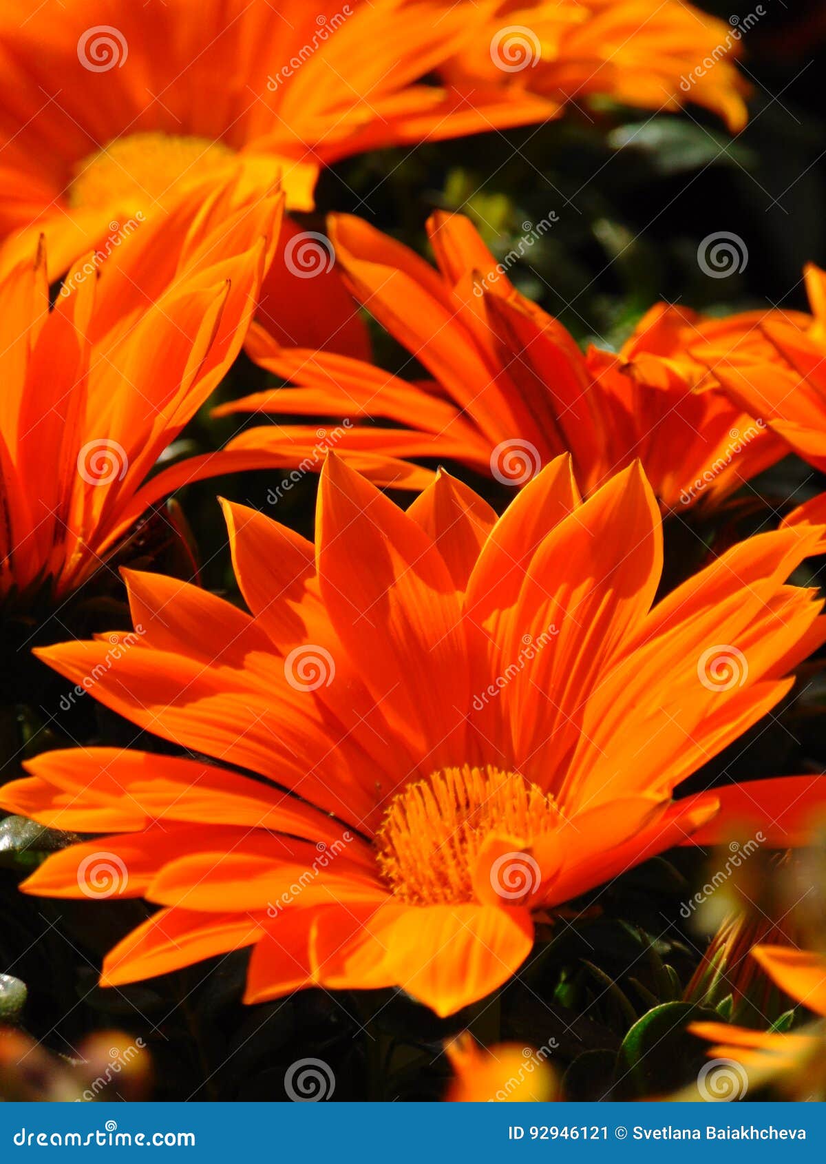 Macro Photo Background Texture Orange Hues Of The Petals 