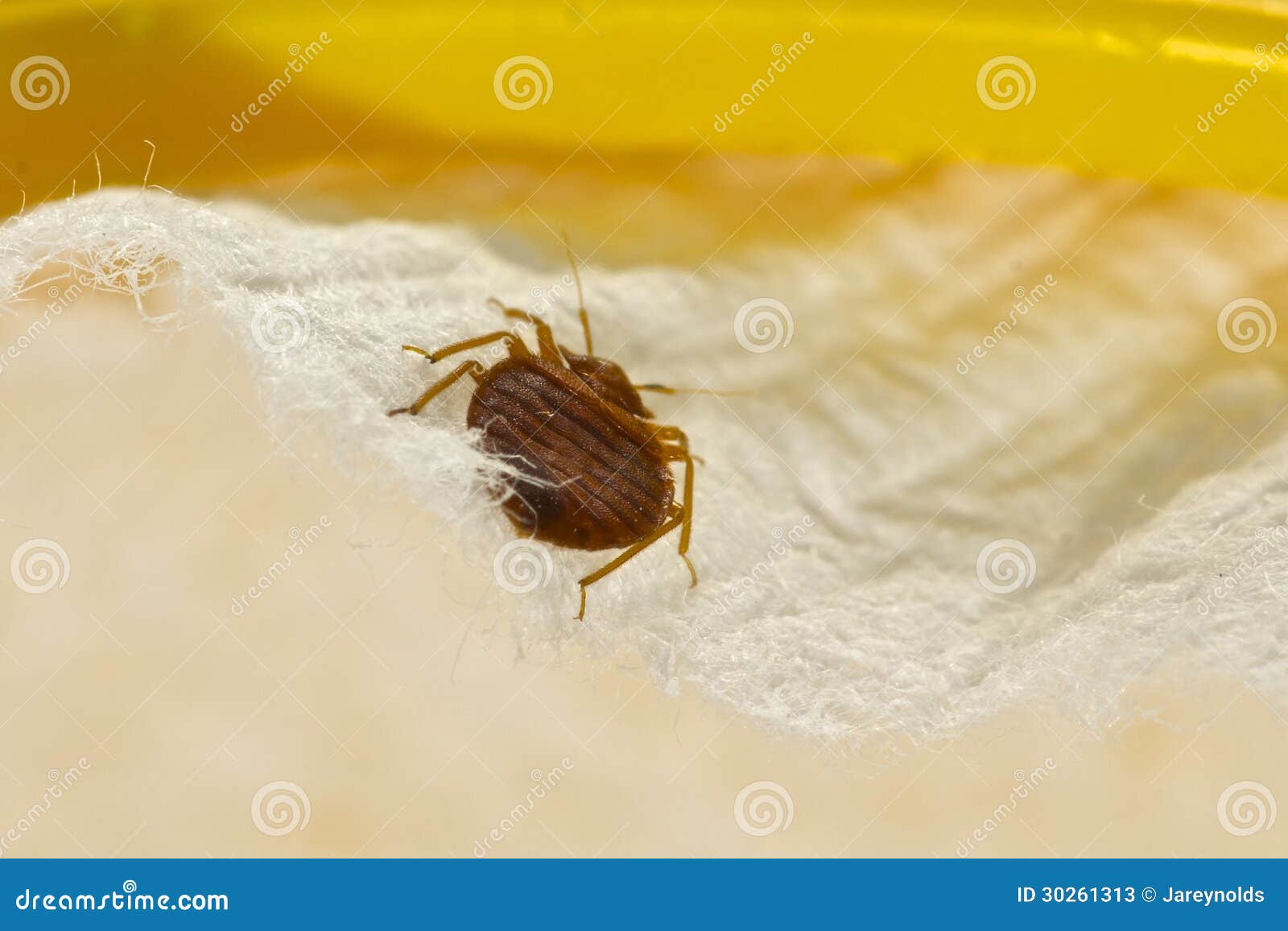 bed bug