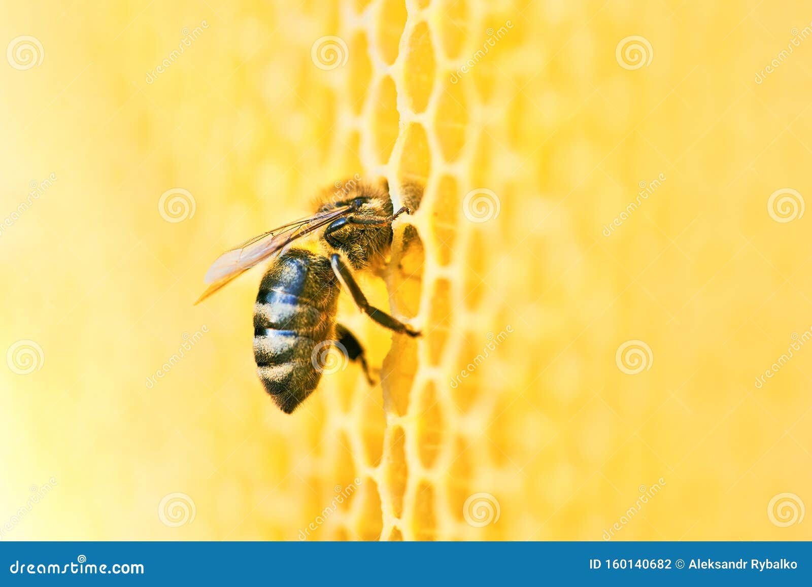 macro photo of a bee hive on a honeycomb with copyspace. bees produce fresh, healthy, honey.