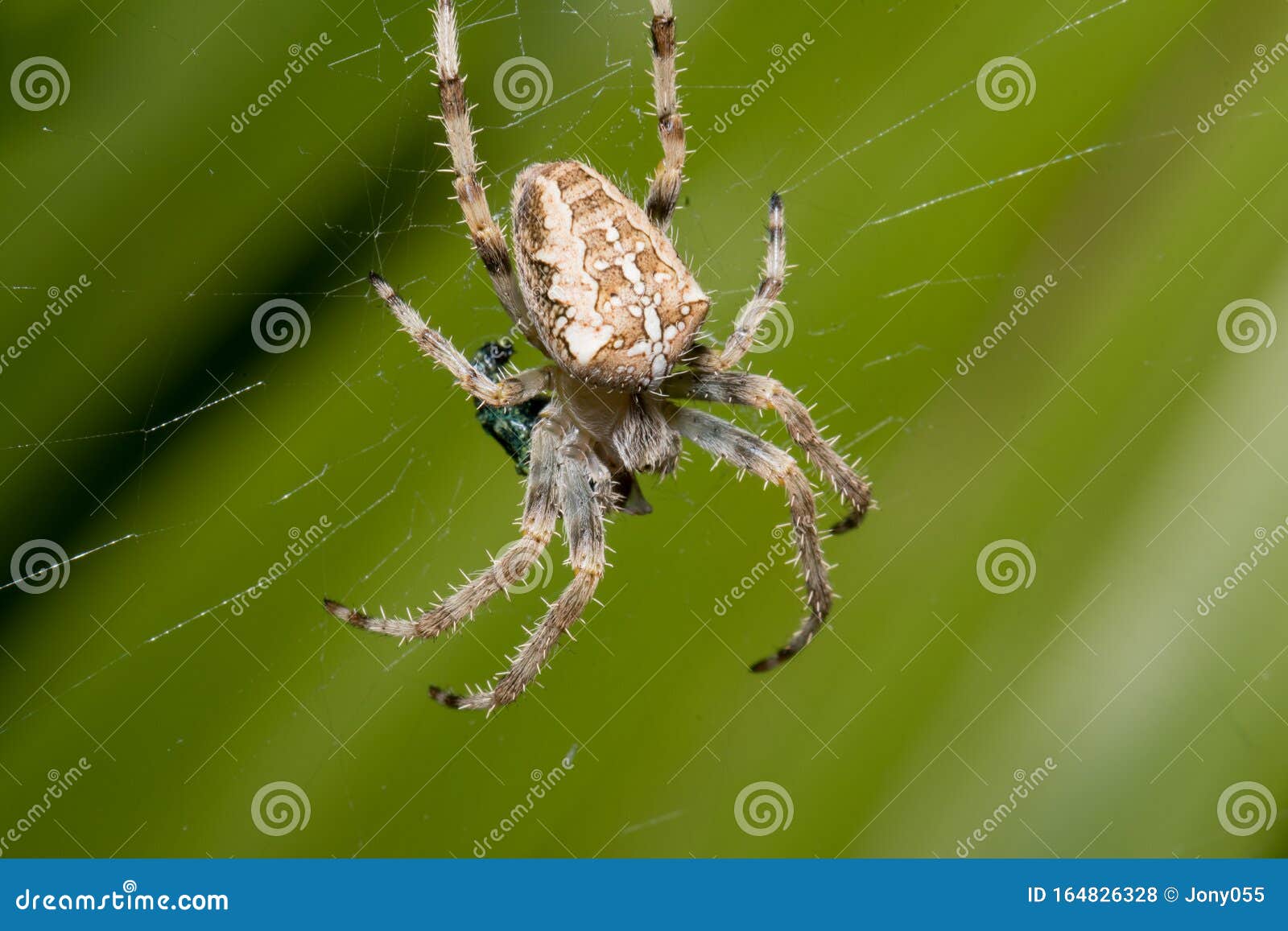 A Large White Spider In The Home Garden Stock Photo Image Of