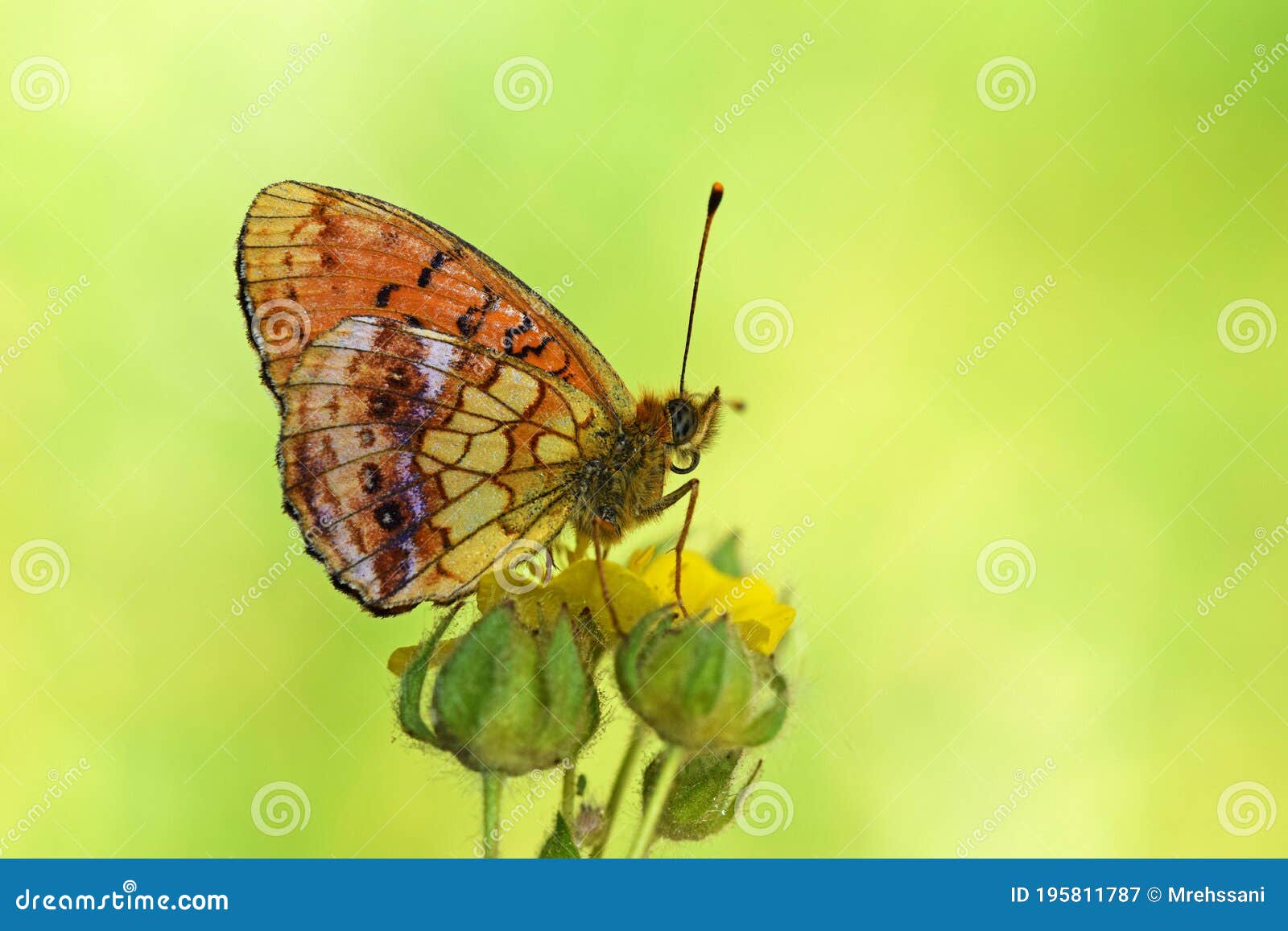 brenthis ino , the lesser marbled fritillary butterfly , butterflies of iran