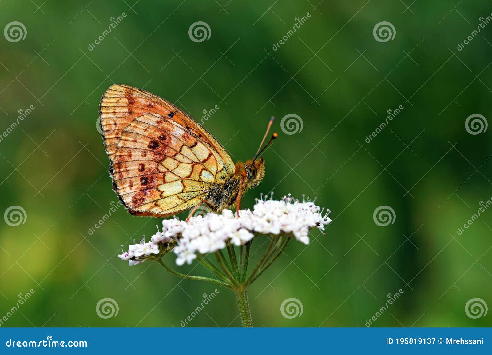 brenthis ino , the lesser marbled fritillary butterfly , butterflies of iran