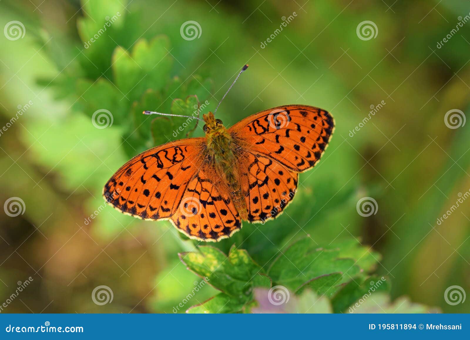 brenthis ino , the lesser marbled fritillary butterfly