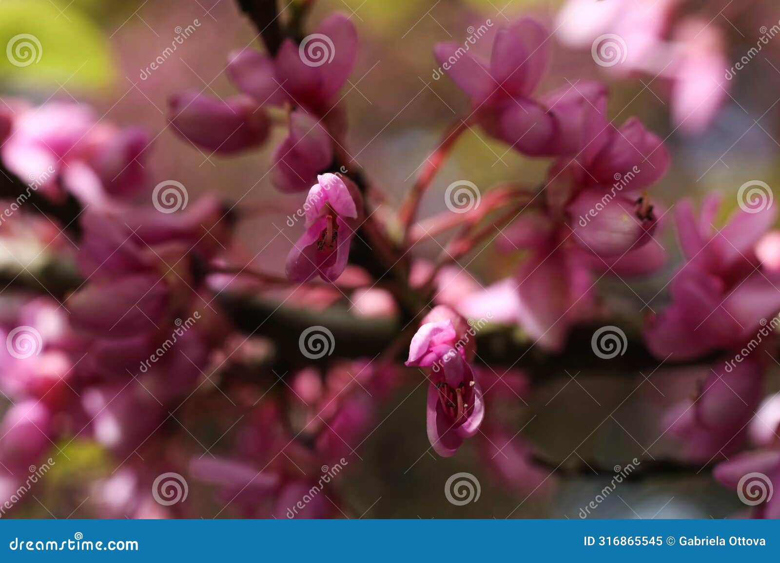 cercis siliquastrum, redbud tree in bloom