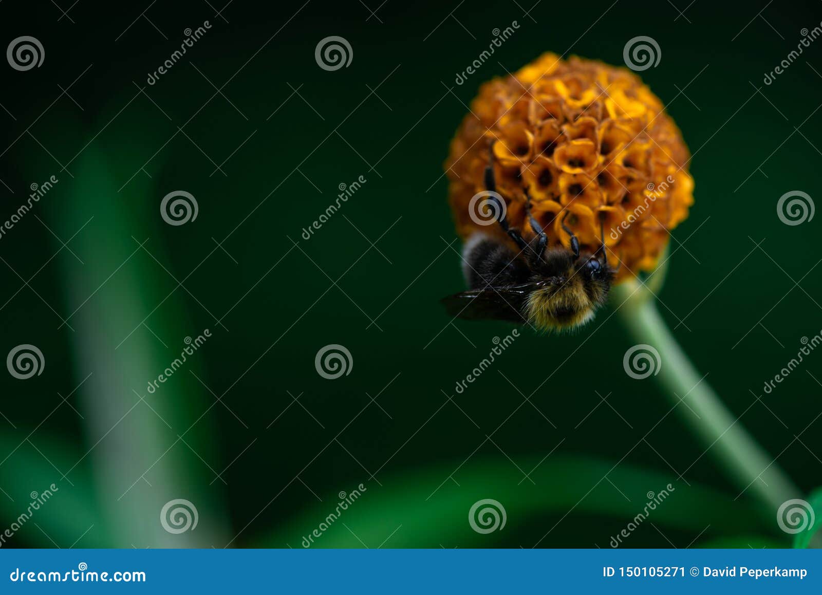 bumblebee is eating nectar on a flower, bombus, arthropoda, hymenoptera, apocrita, apidae