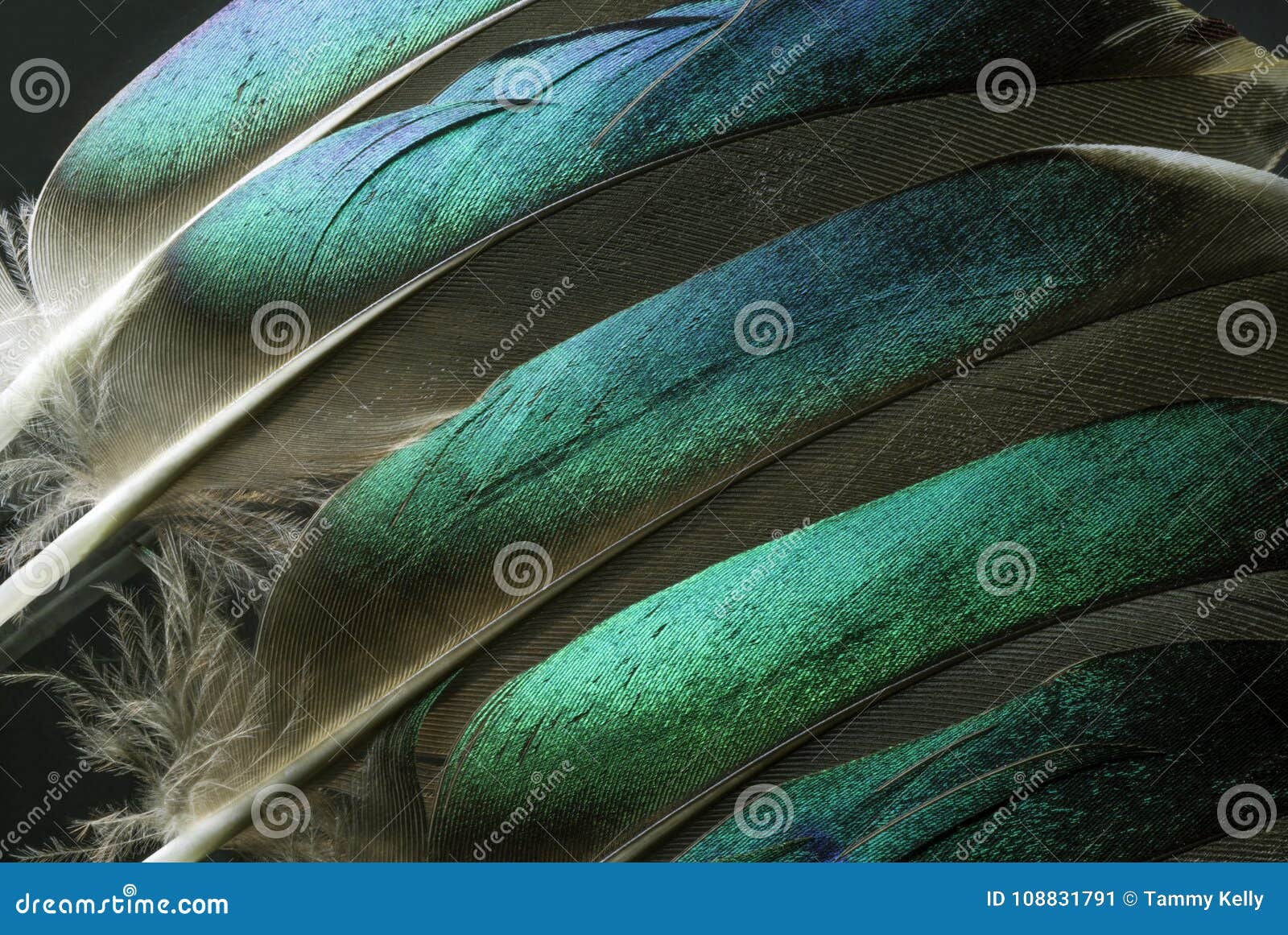 Iridescent Blue Peacock Feathers by Tammy Kelly