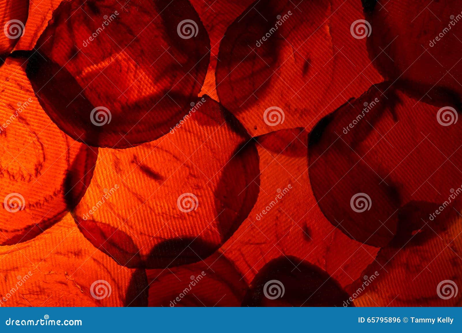 macro photo of colorful sliced red beets with backlighting