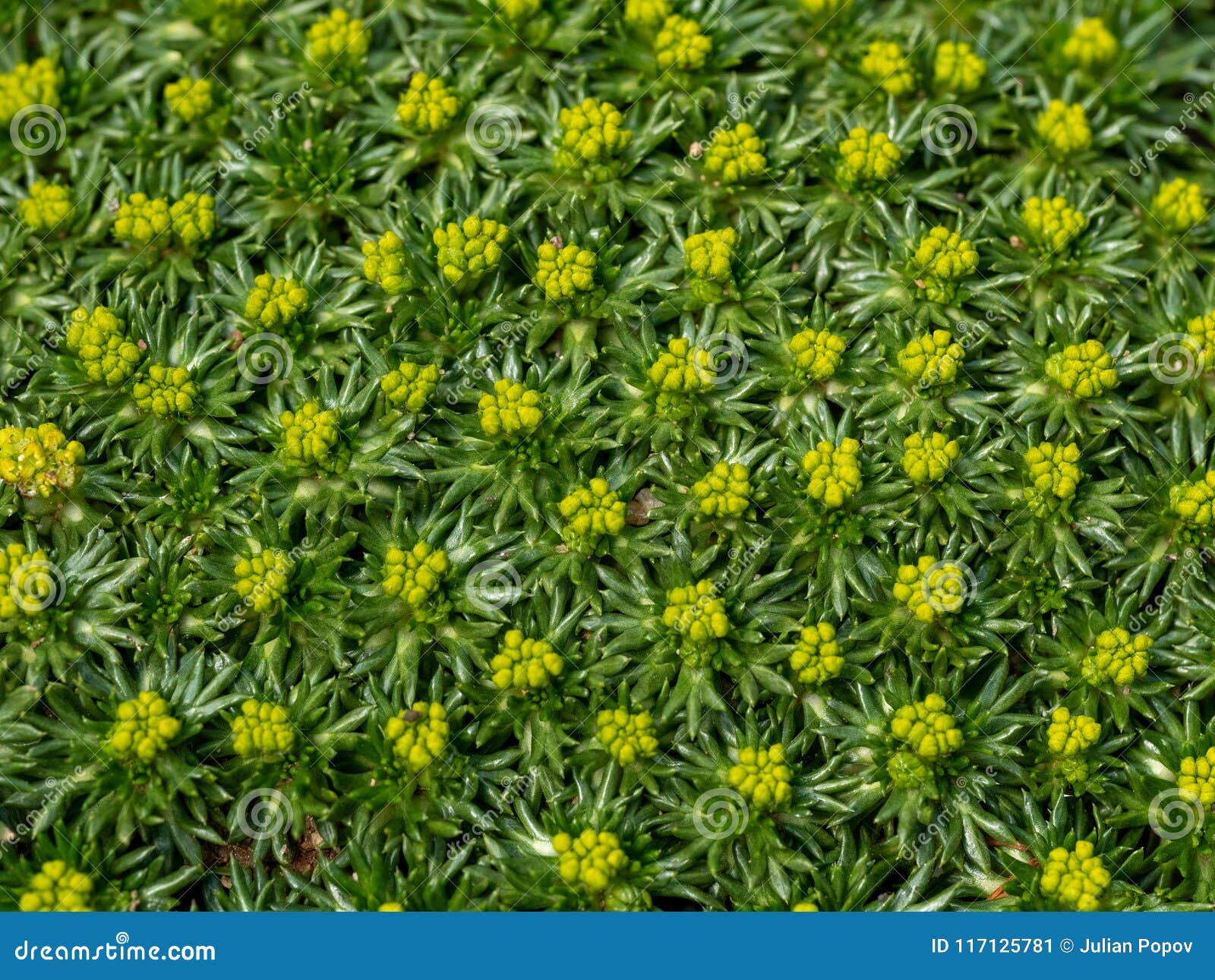 lykke Forkert afsked Macro Photo of Cushion Bolax Azorella Trifurcata ,Nana Plants Stock Image -  Image of nature, life: 117125781