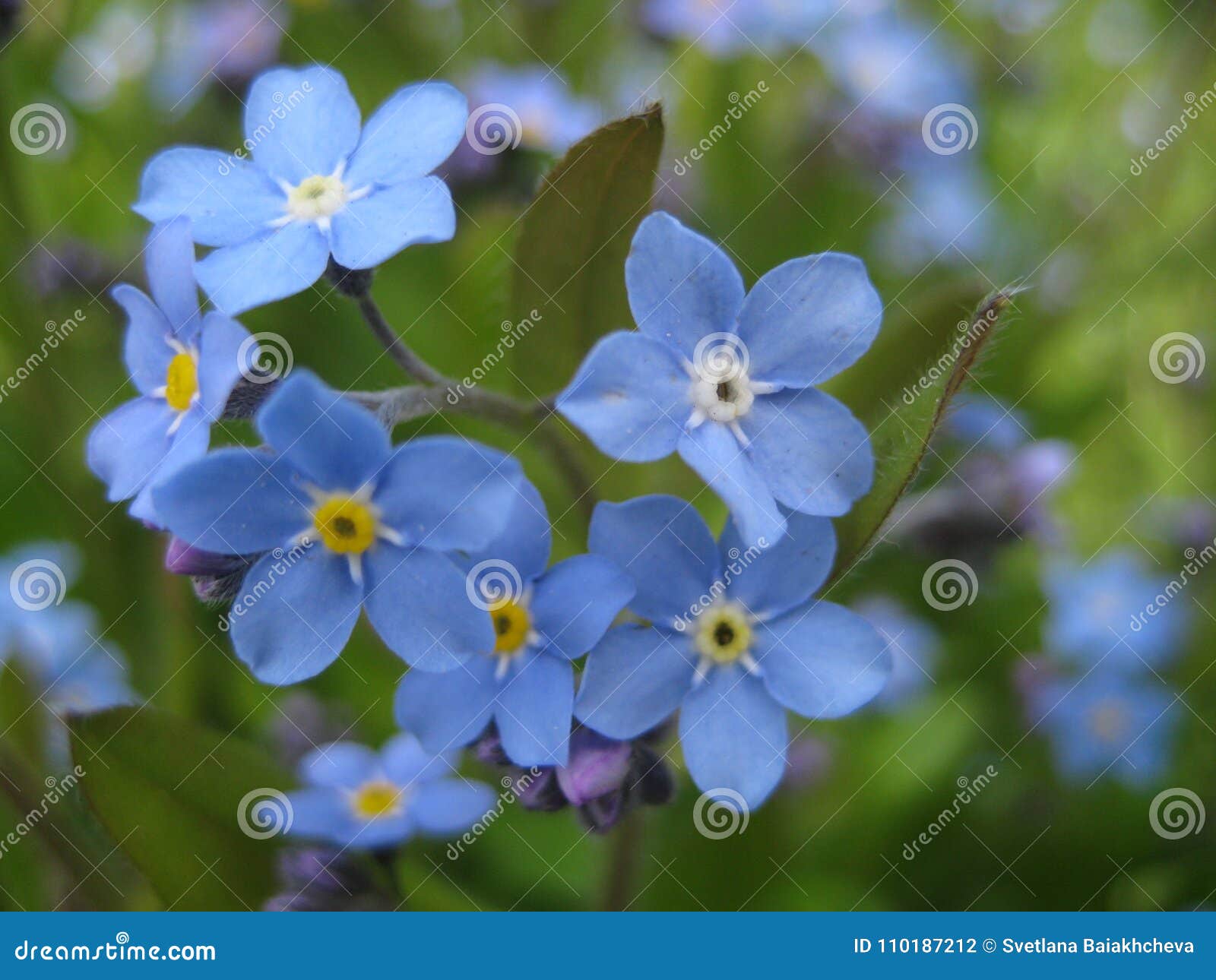 macro photo with decorative background texture of beautiful delicate flowers myosÃÂ³tis or forget-me-not