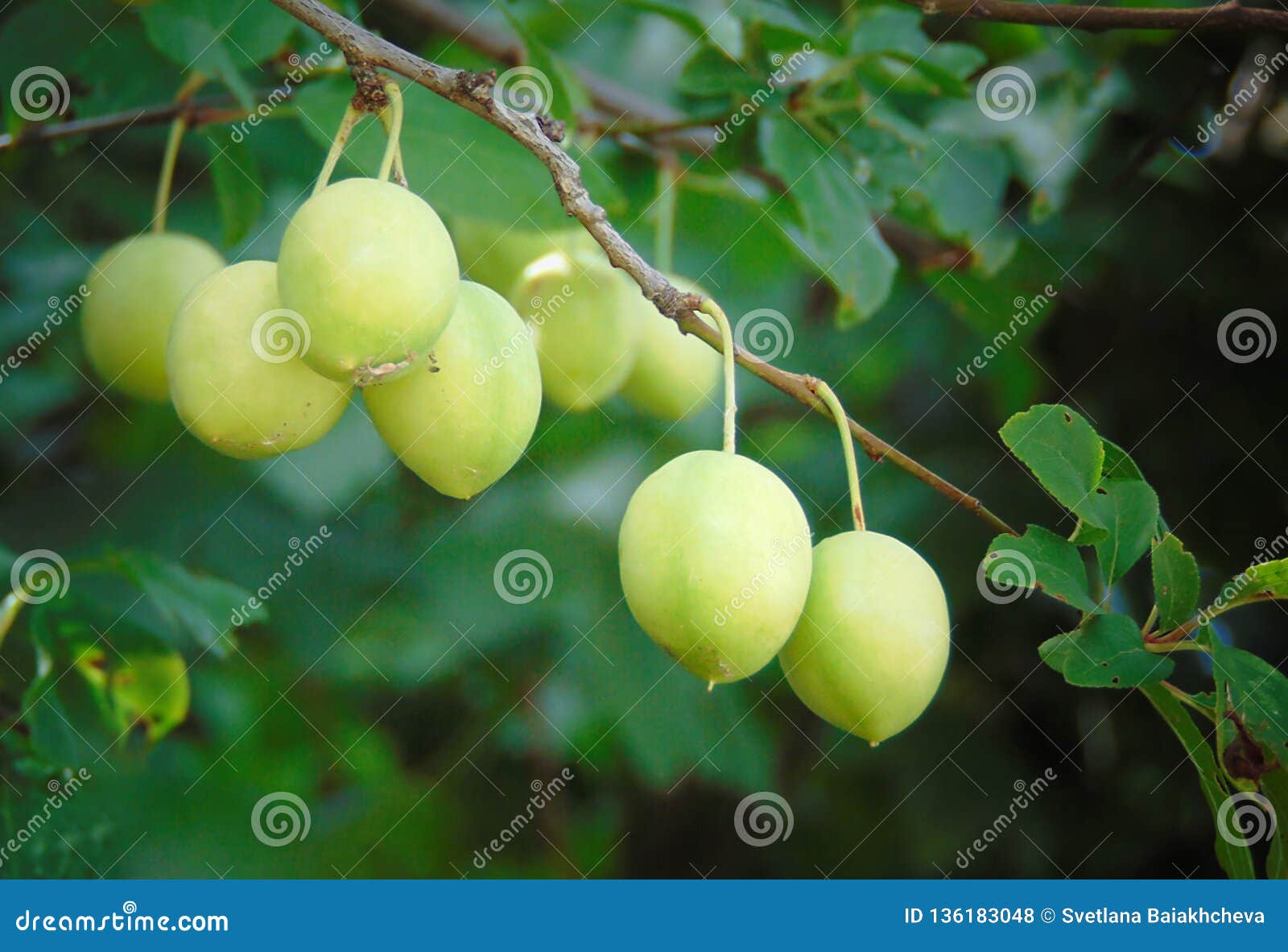 macro photo with a decorative background of young ripening fruits on a branch of a yellow plum tree plant in agriculture