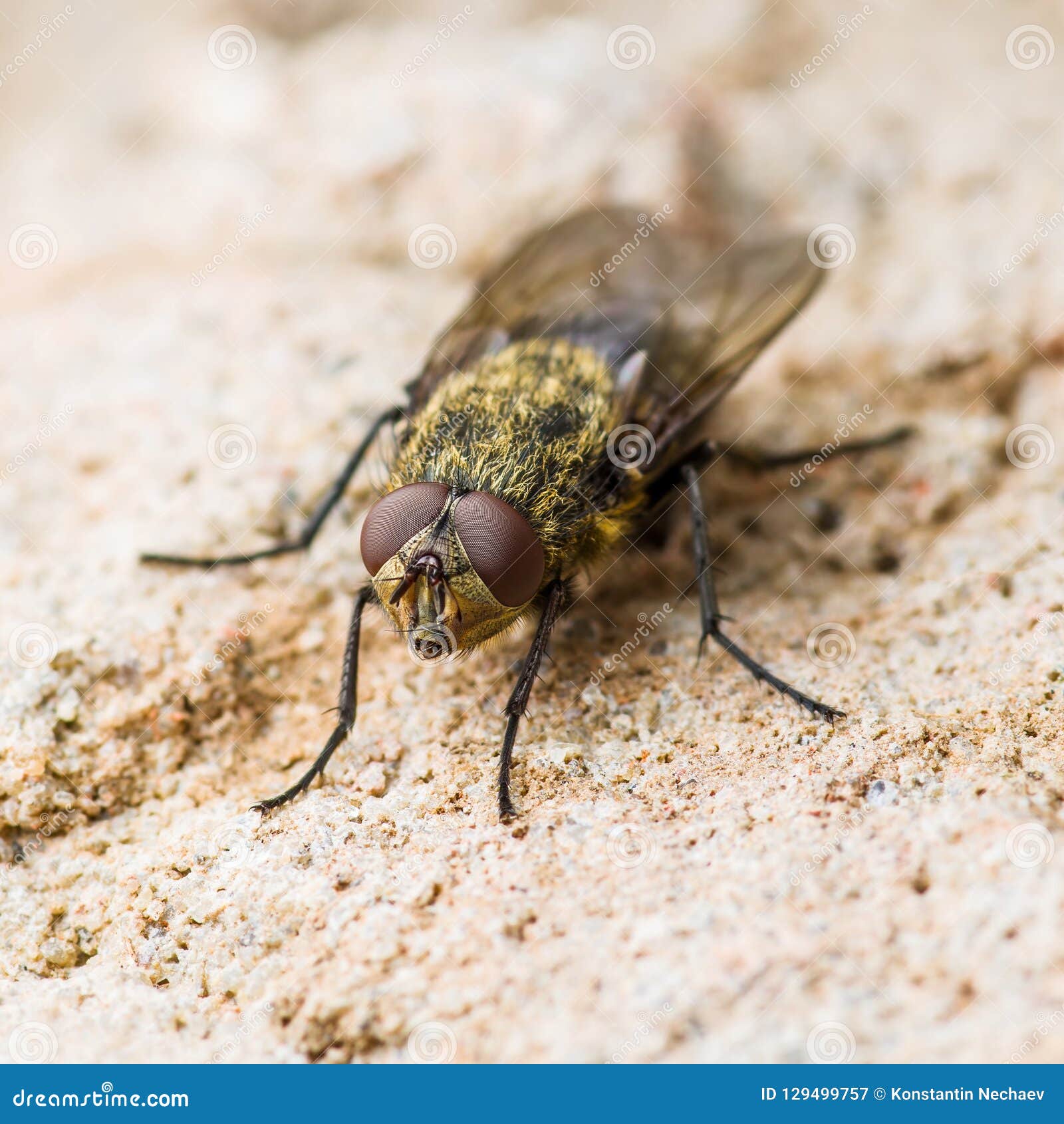 Diptera parazita)