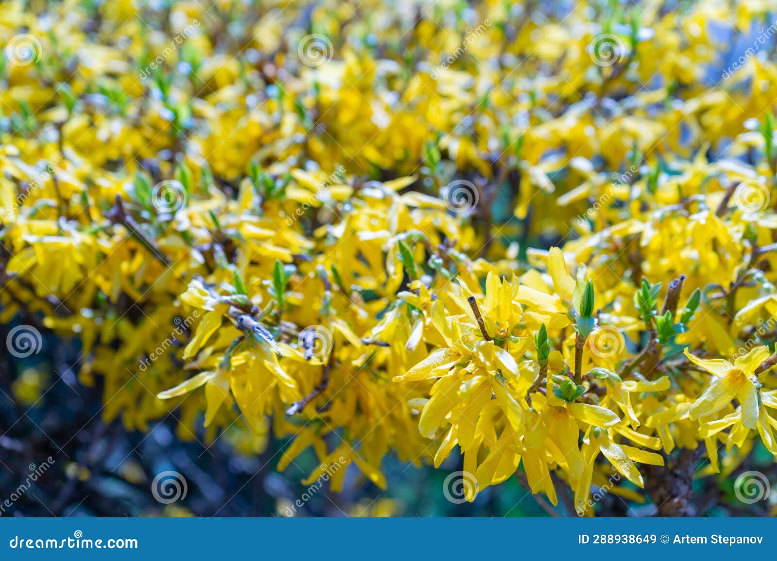 macro photo of forsythia flowers, yellow blooming texture on blue sky background, flowering forsythia