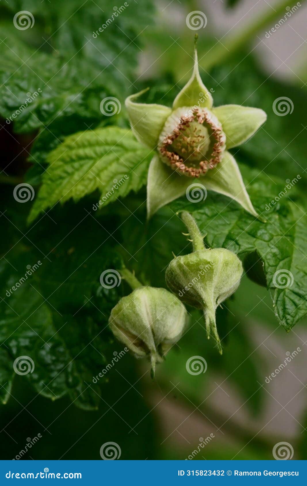 macro photo of the fruit in formation (sepals, stamens, fruit, floral receptacle) rubus idaeus