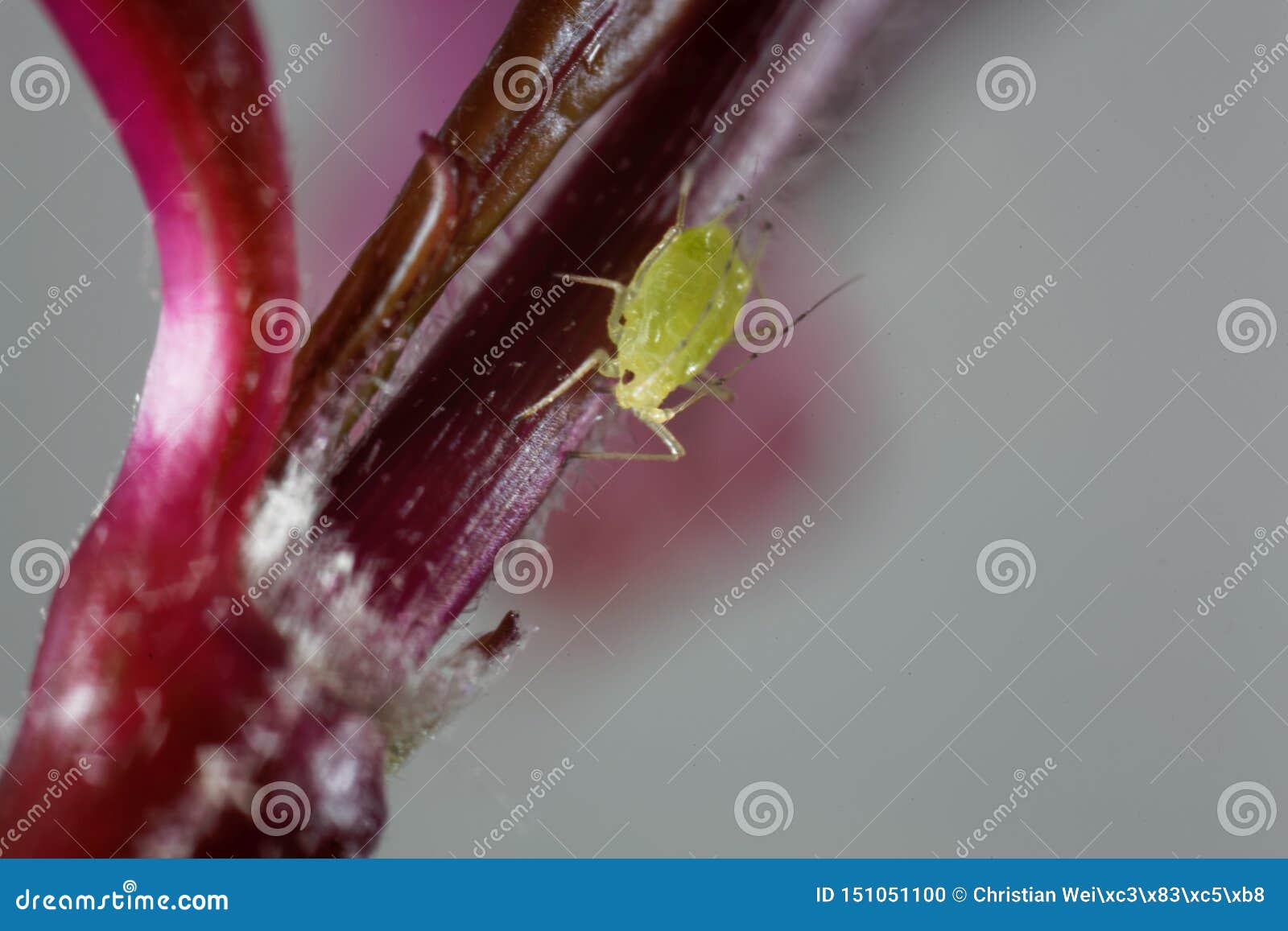 macro photo of a greenfly