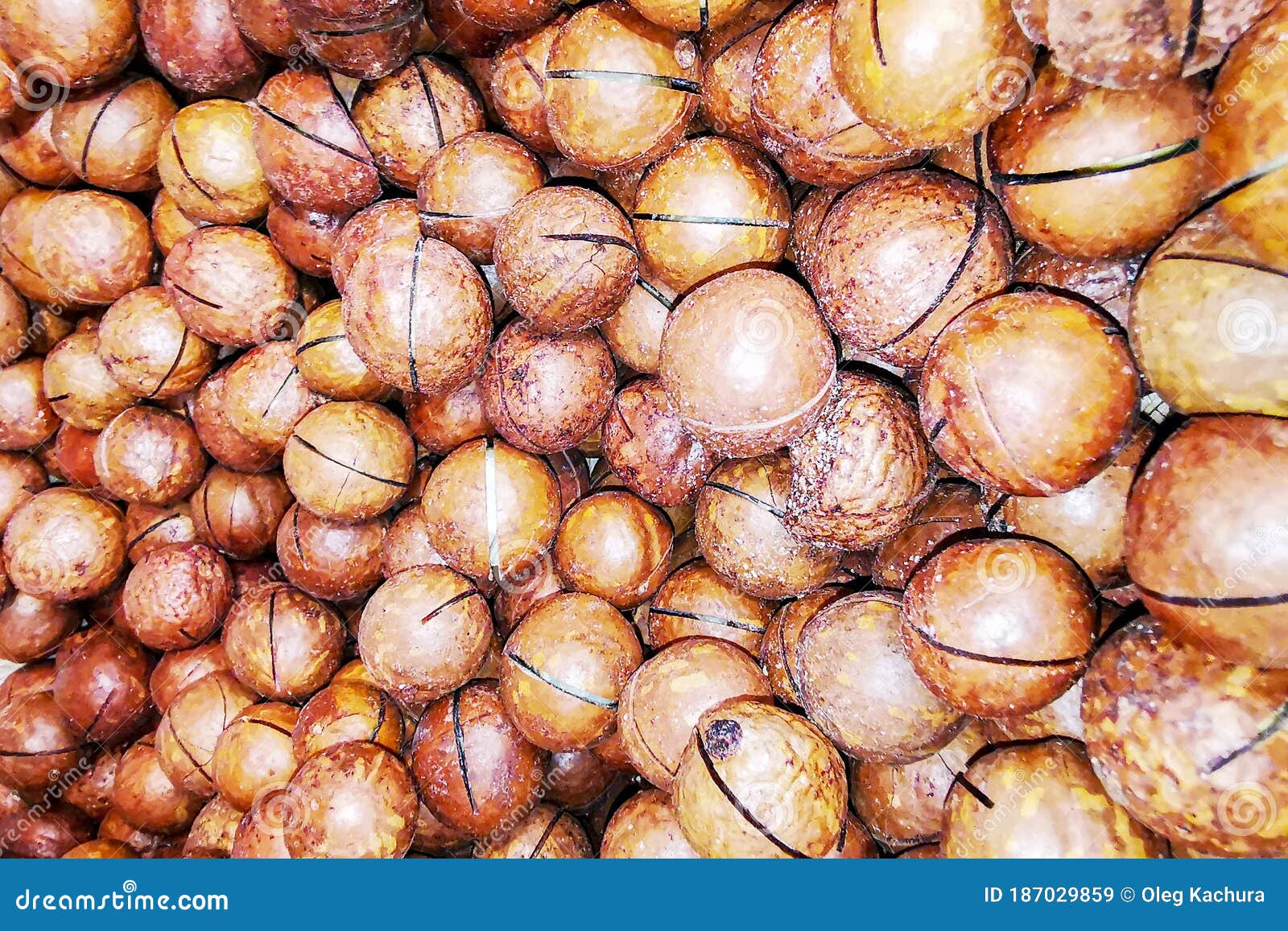 macro photo of inshell macadamia. closeup of inshell macadamia. agricultural farms. it can be used as a background