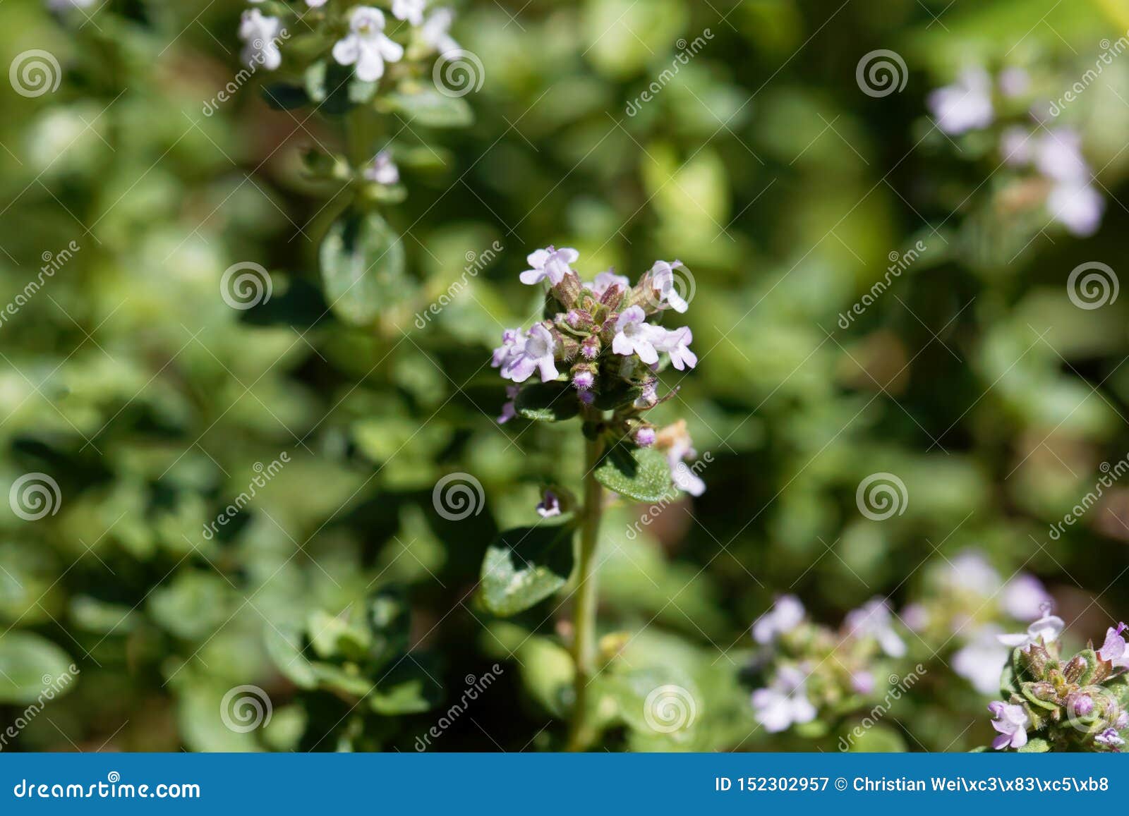 Macro Photo of of Lemon Thyme, Thymus Citriodorus Stock Image Image