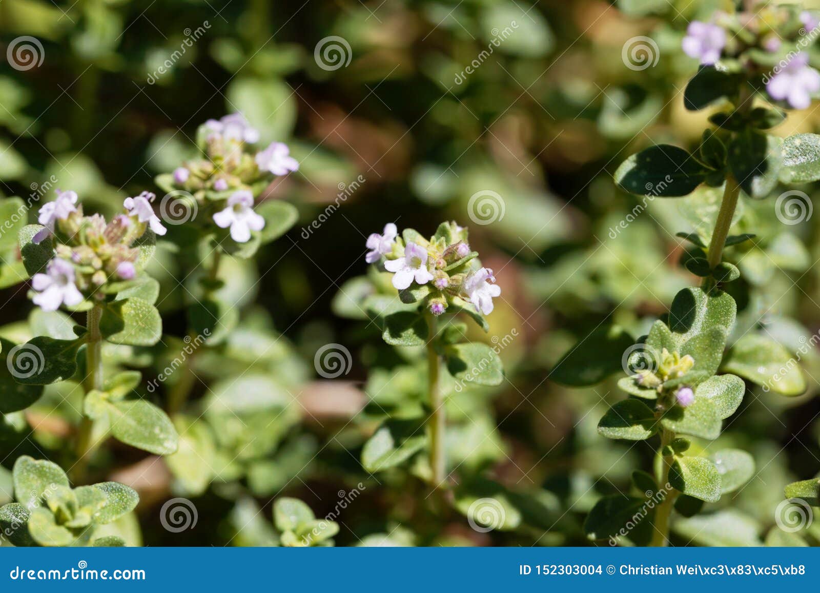 Macro Photo of of Lemon Thyme, Thymus Citriodorus Stock Photo Image