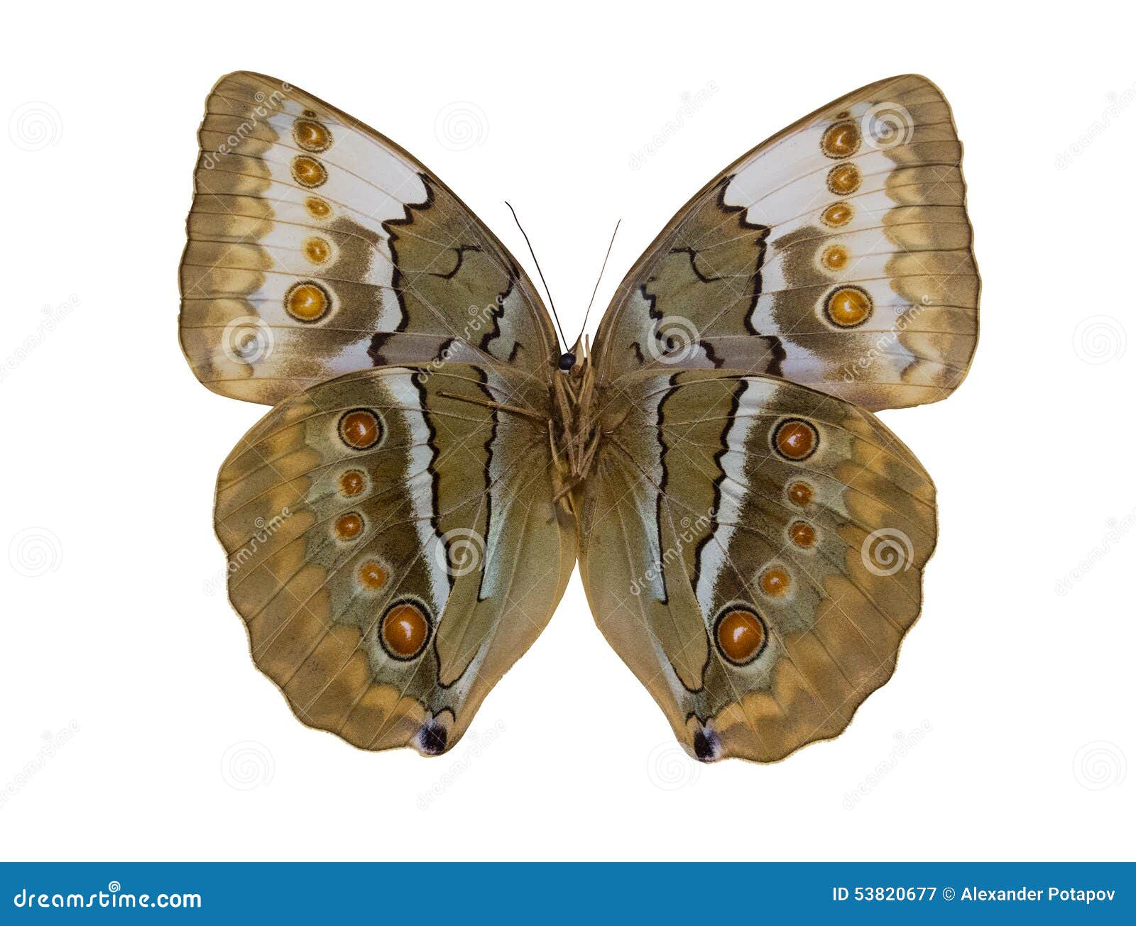 Macro Photo of Light Brown Butterfly on White Stock Image Image of