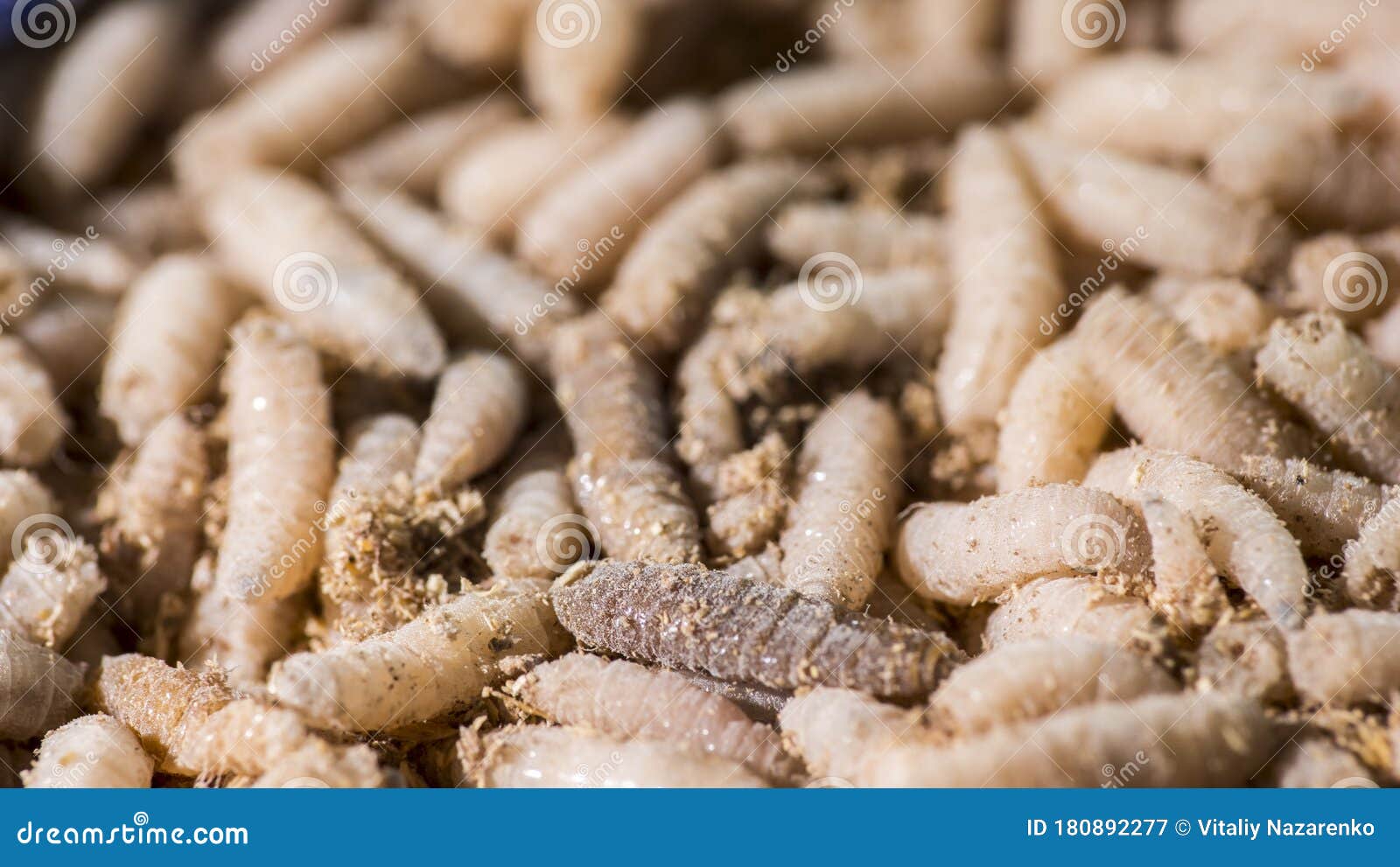 Macro Photo of Live Maggots, Bait for Fishing Stock Image - Image