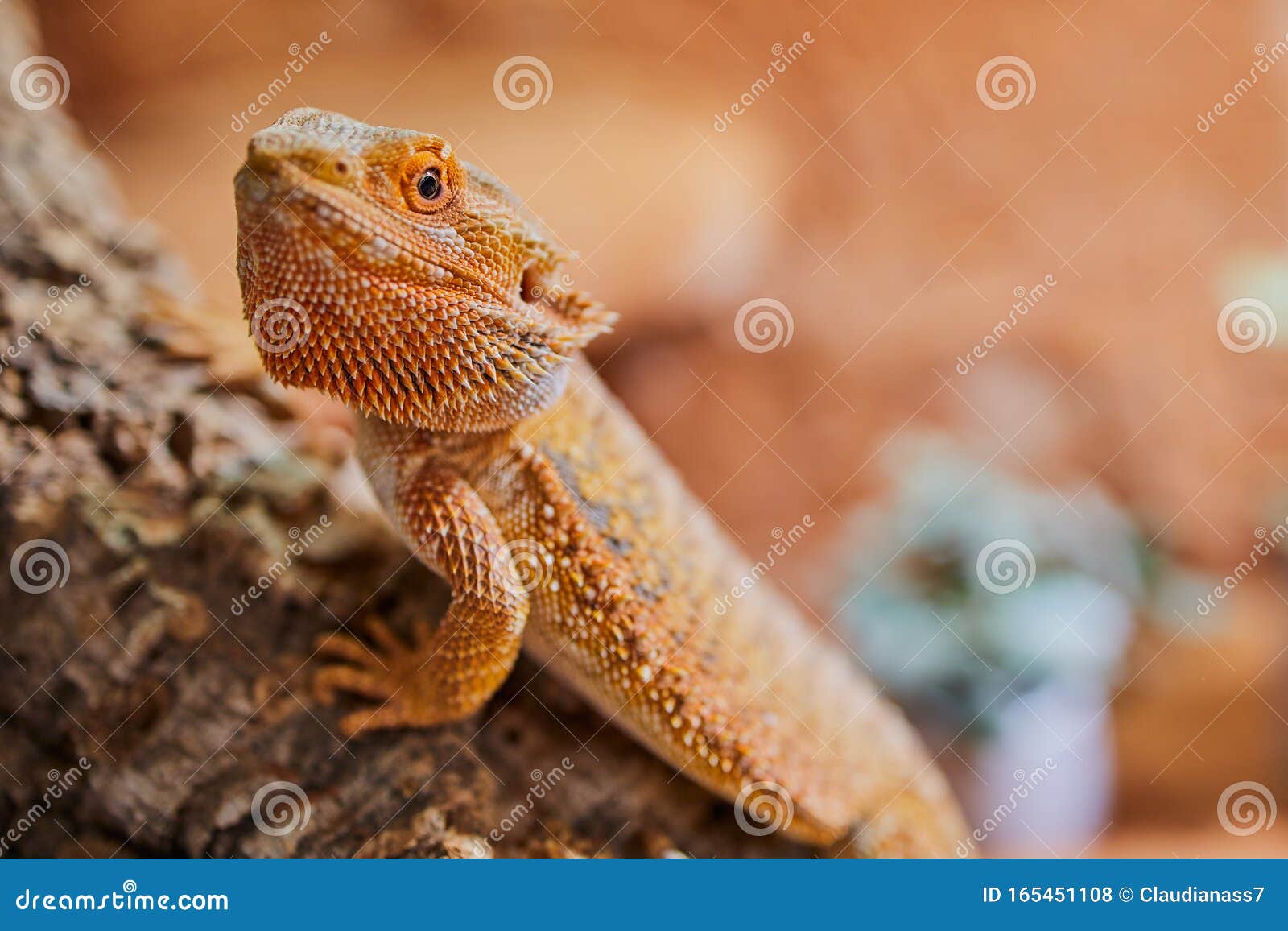 bearded dragon (bartagame) sitting and watching