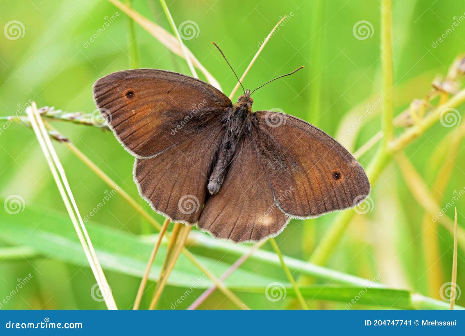 maniola jurtina , the meadow brown butterfly
