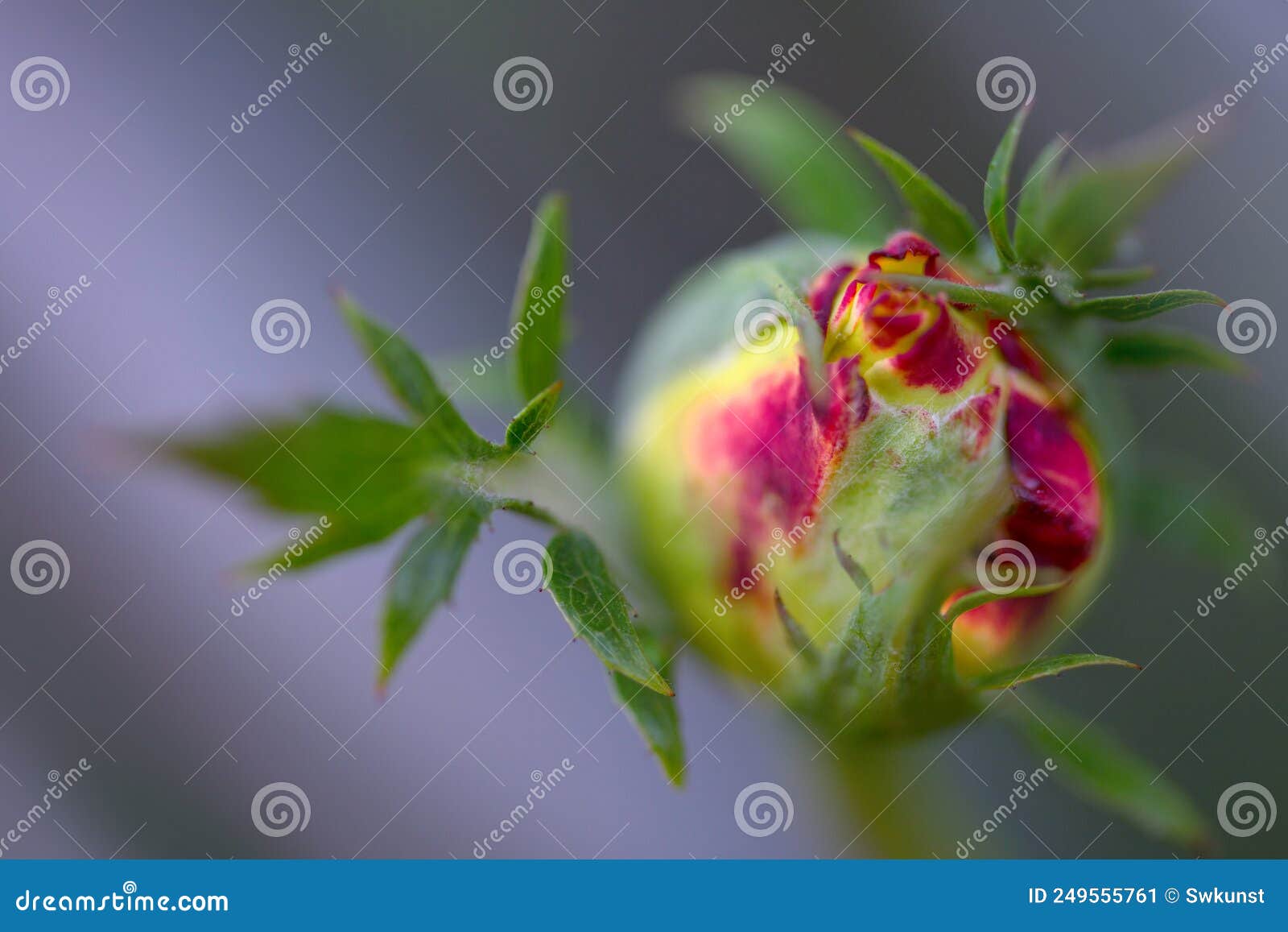 A Close Up Macro Shot Of A Pink Rose Rosebud With Pink Petals Stock
