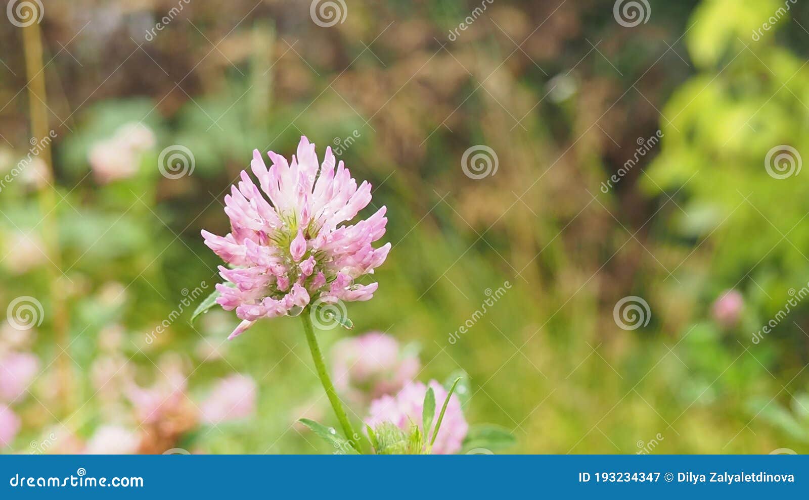 macro photo of nature plant flower clover. background texture of a blooming wild flower clover. image of field red