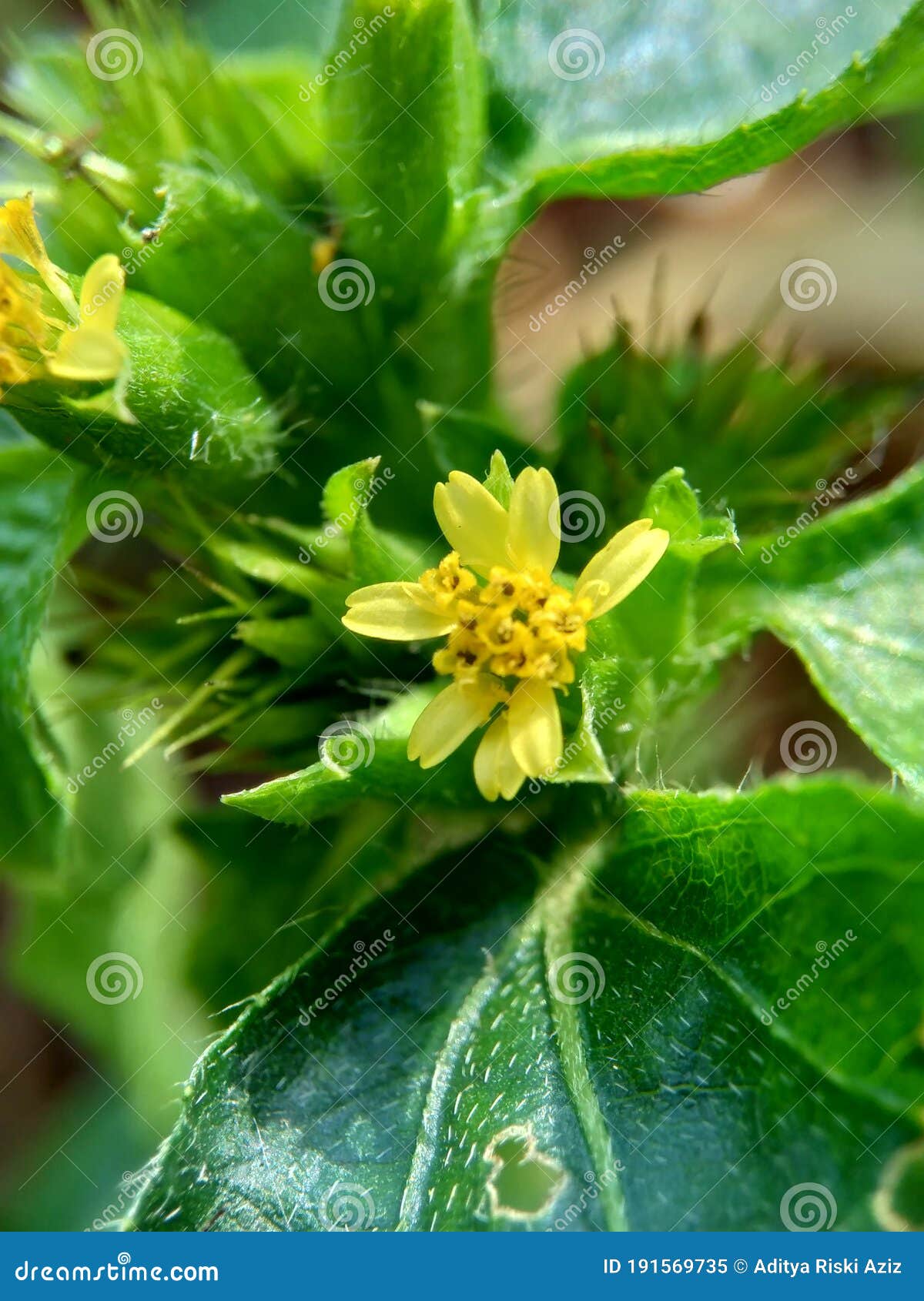 macro photo of node weed also known synedrella nodiflora, synderella weed with a natural background.