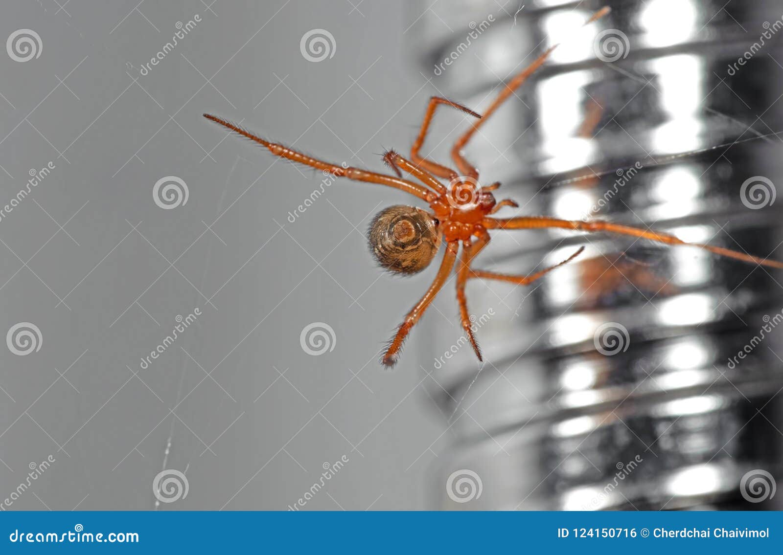 Solitaire spiderette hi-res stock photography and images - Alamy