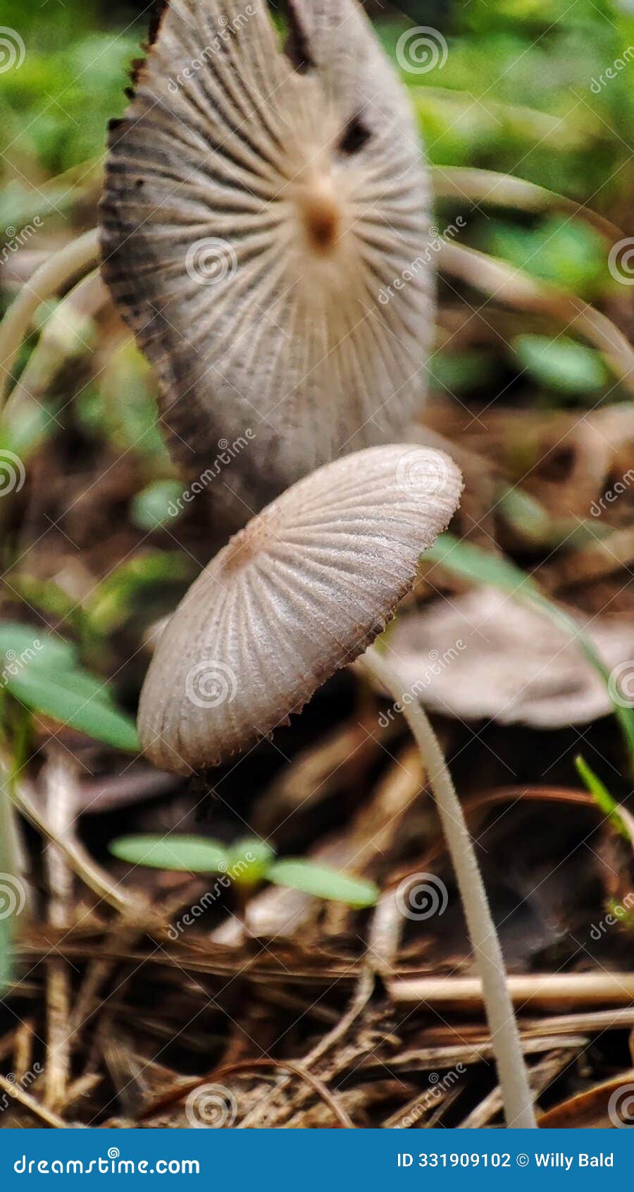 macro photo of a parasola plicatilis.