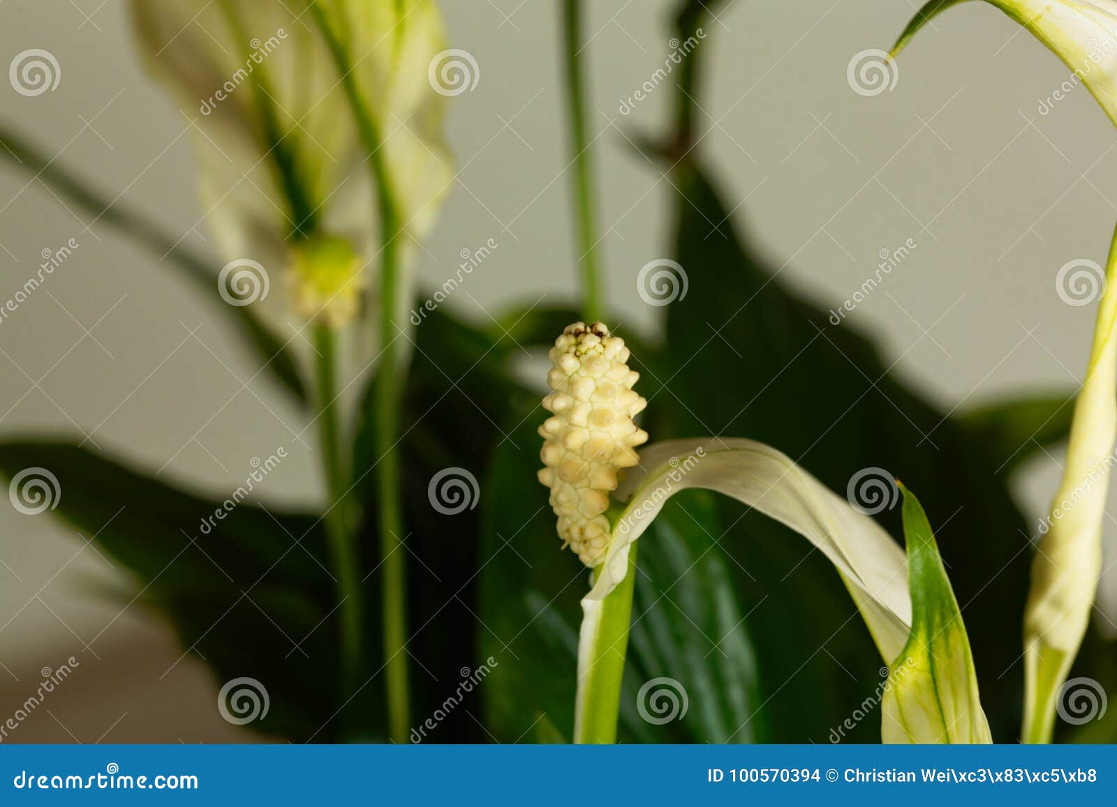 peace lily flower spathiphyllum floribundum