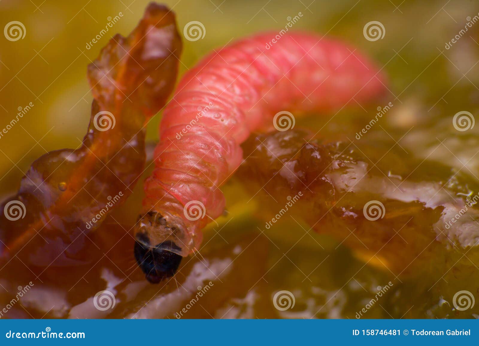 does needle worm work with macro cosmos does needle worm work with macro cosmos