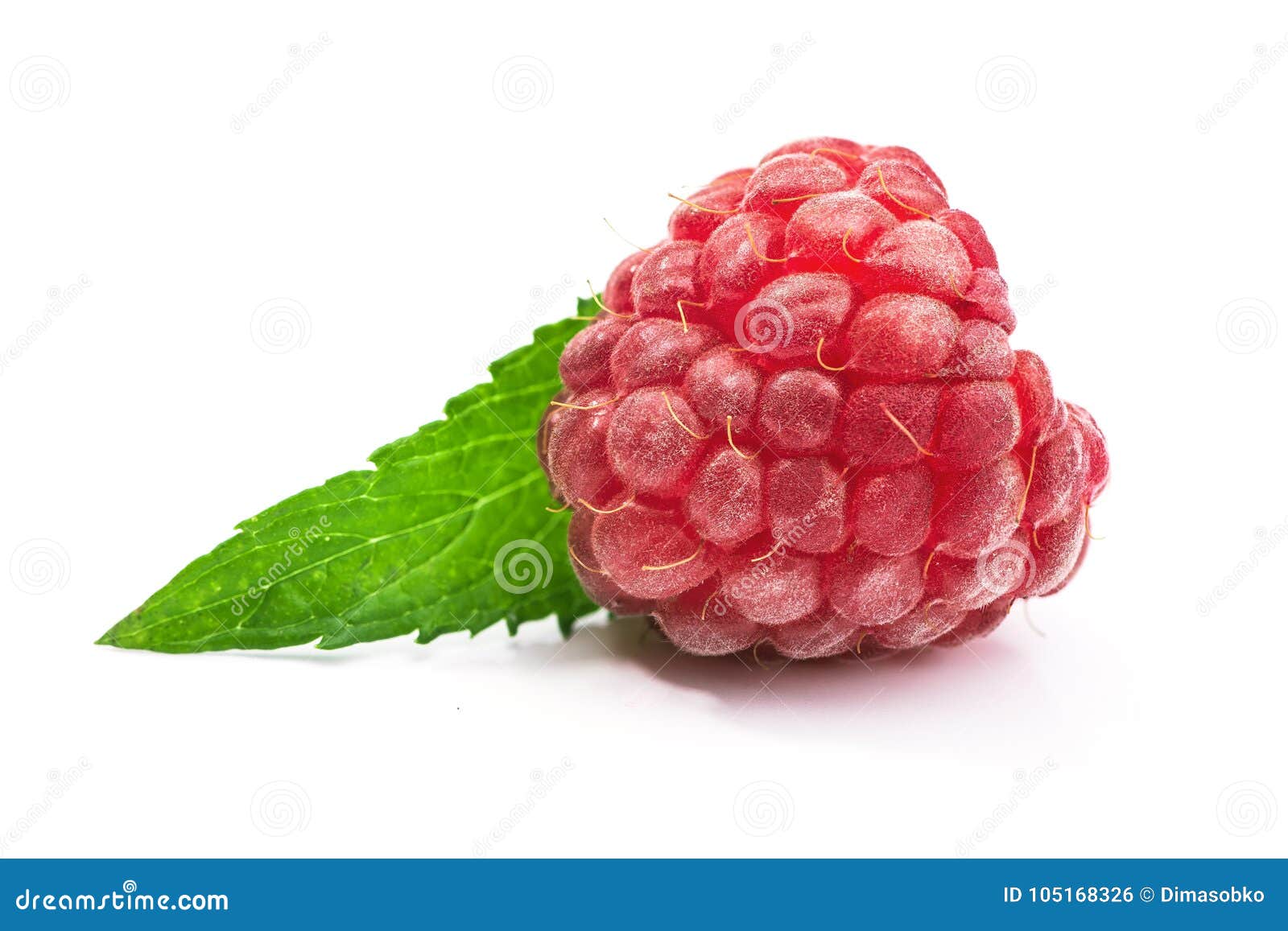 Macro Photo of Raspberry Isolated Stock Photo Image of macro, sweet