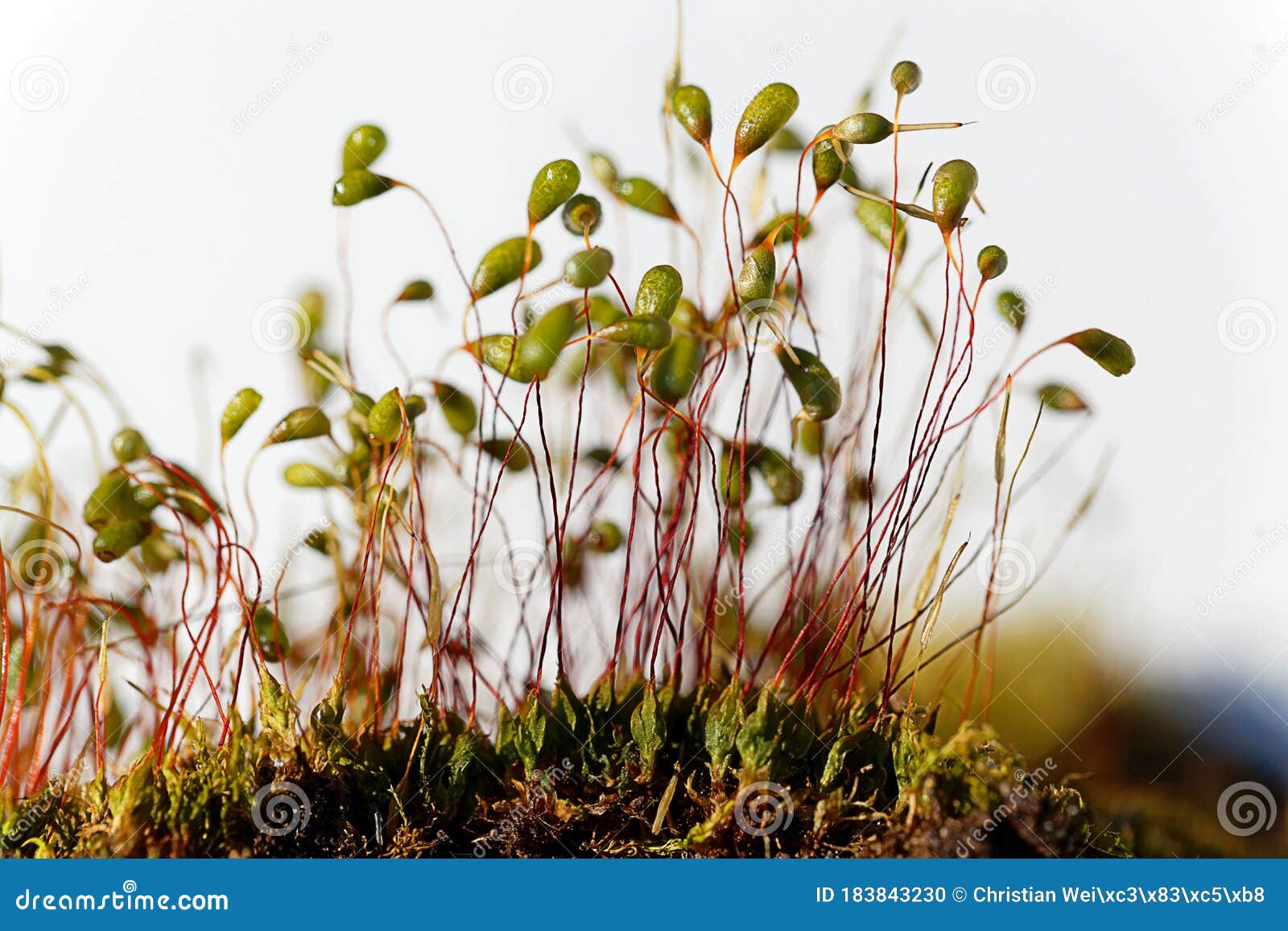 https://www.dreamstime.com/macro-photo-sporophytes-bryum-moss-macro-photo-sporophytes-bryum-moss-white-background-image183843230