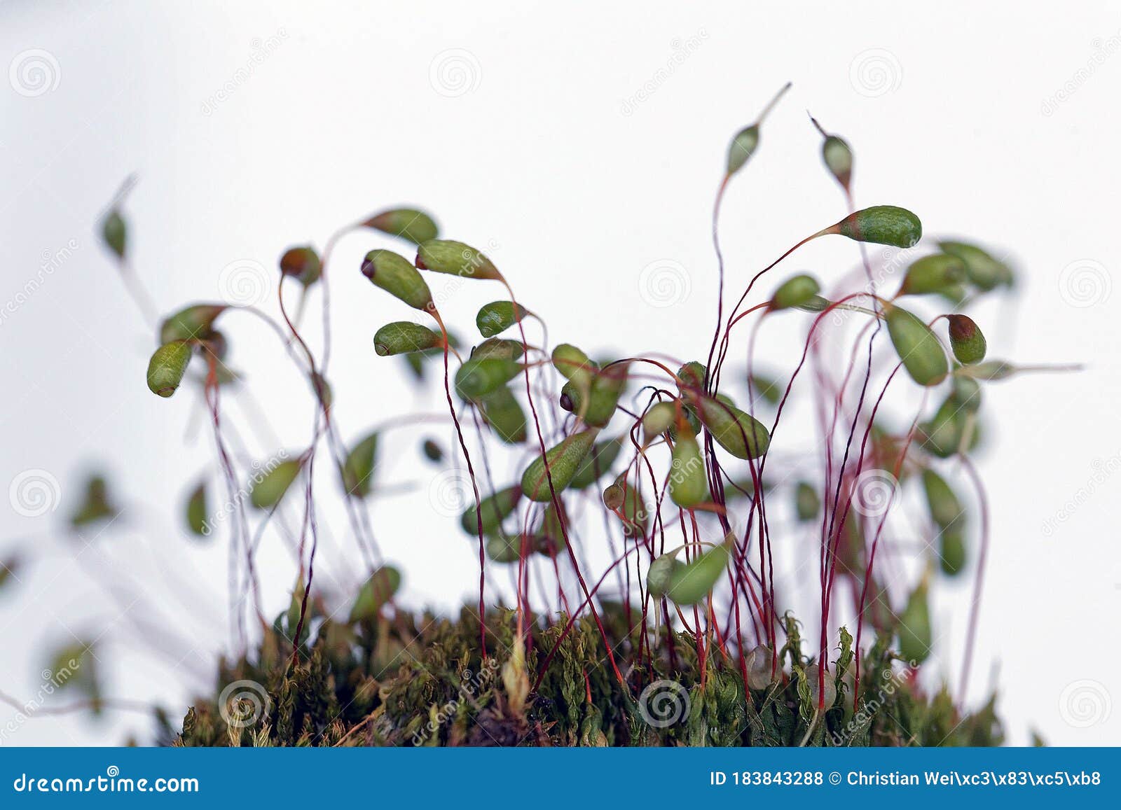 https://www.dreamstime.com/macro-photo-sporophytes-bryum-moss-macro-photo-sporophytes-bryum-moss-white-background-image183843288
