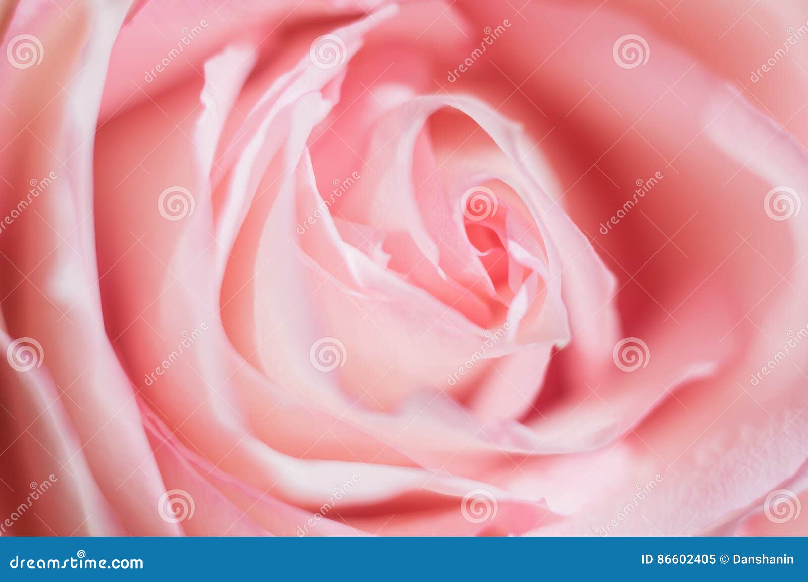 Macro Photo of Sweet Pink Rose. Soft Image, Selective Focus. Romantic ...