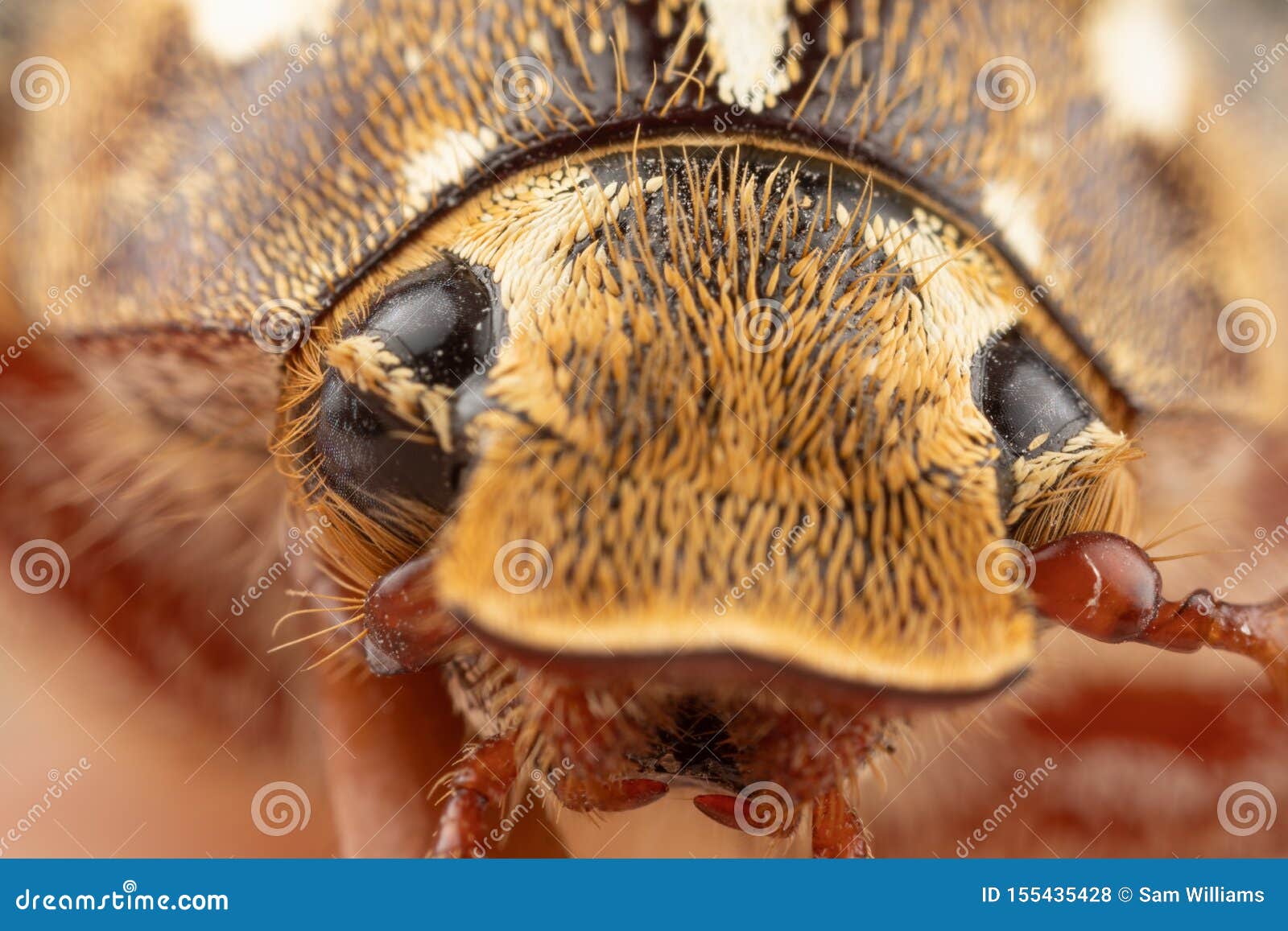Close Photo of a Ten Lined June Beetle Junebug with Strange Looks