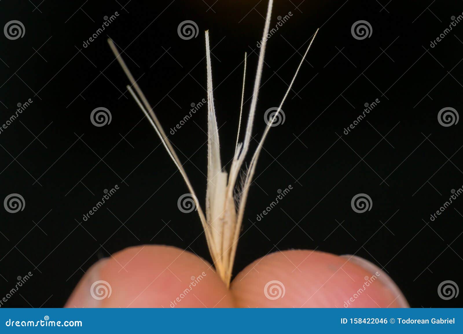 macro photo of a tiny arrowheads of the foxtail grass. when a dog enters my consulting room shaking its head or licking its paw